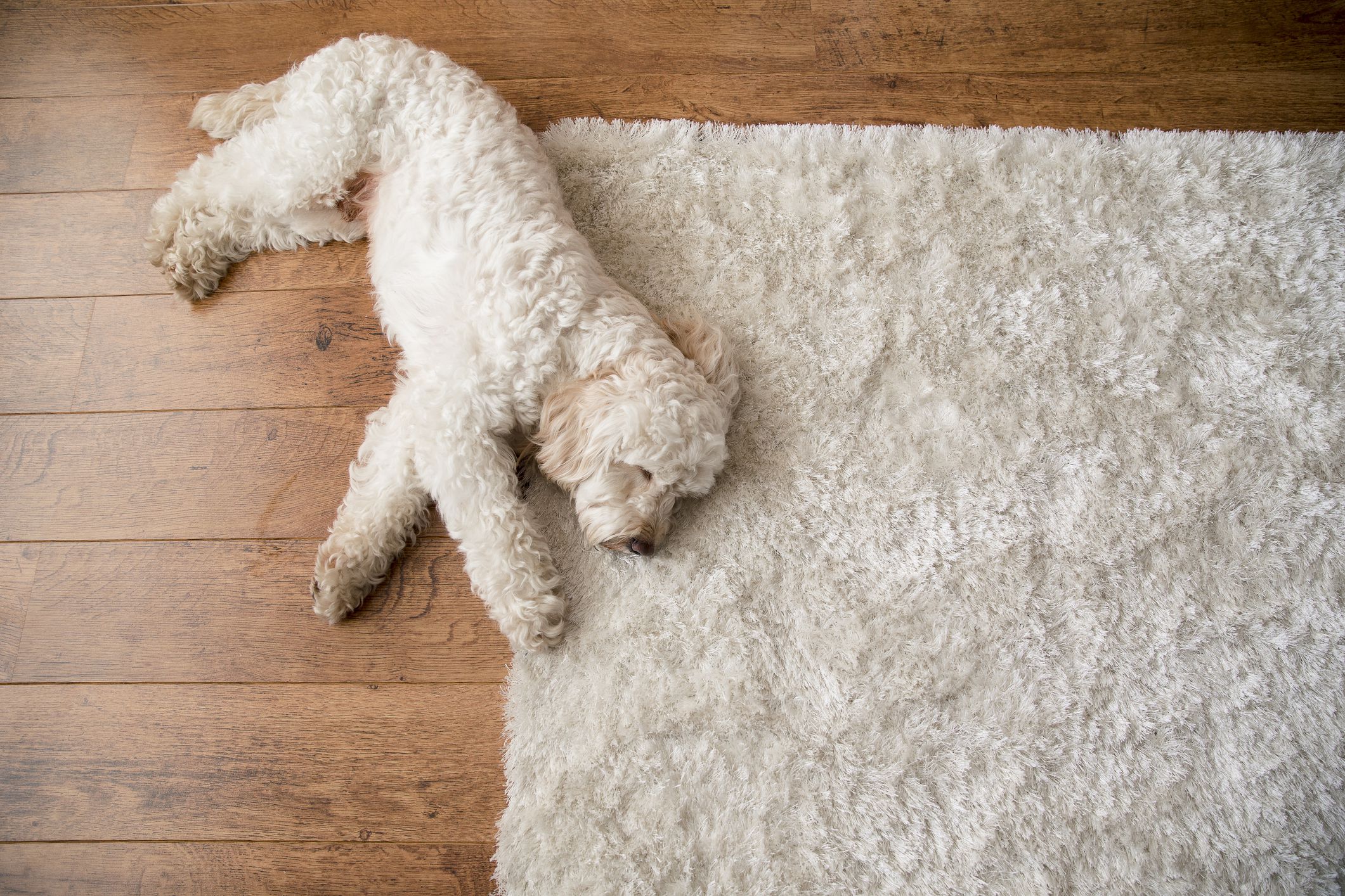 The Best Washable Rugs for Easier