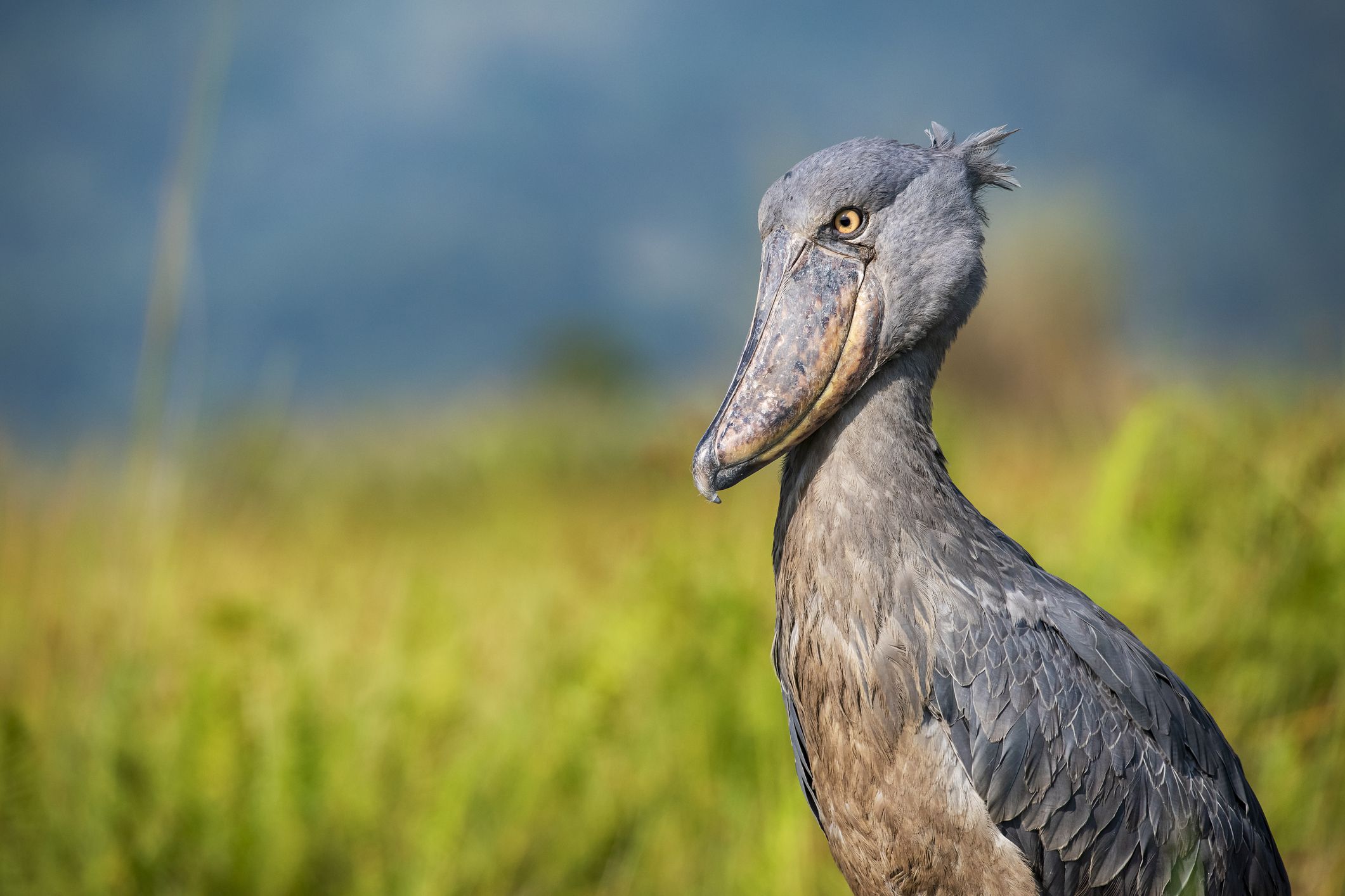 11 Fascinating Swamp Animals