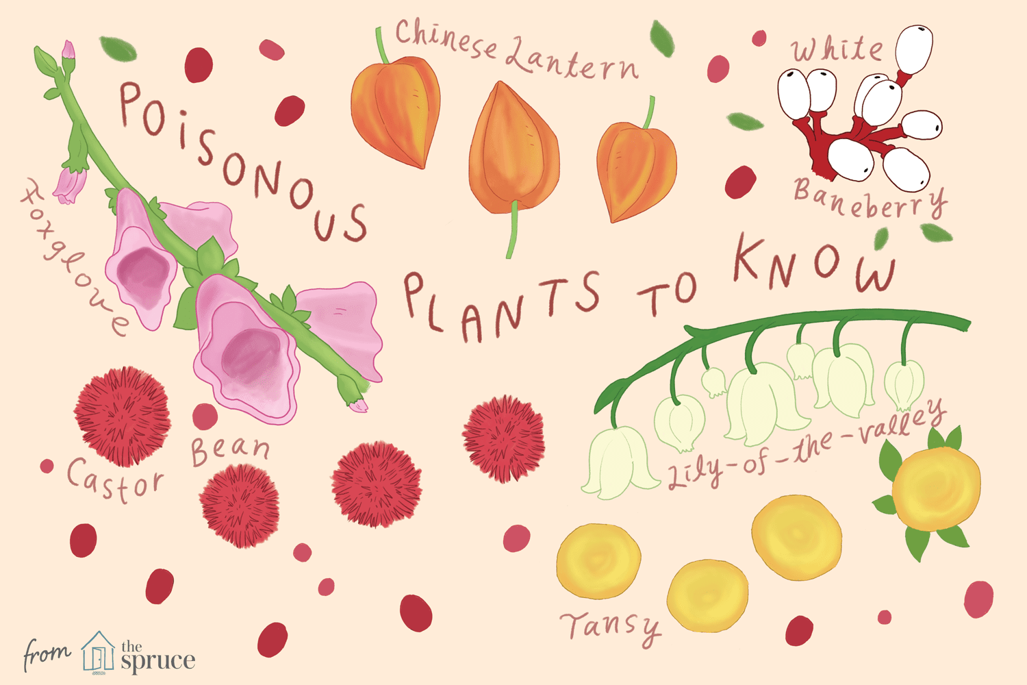15 Common Plants You Might Not Realize Are Poisonous