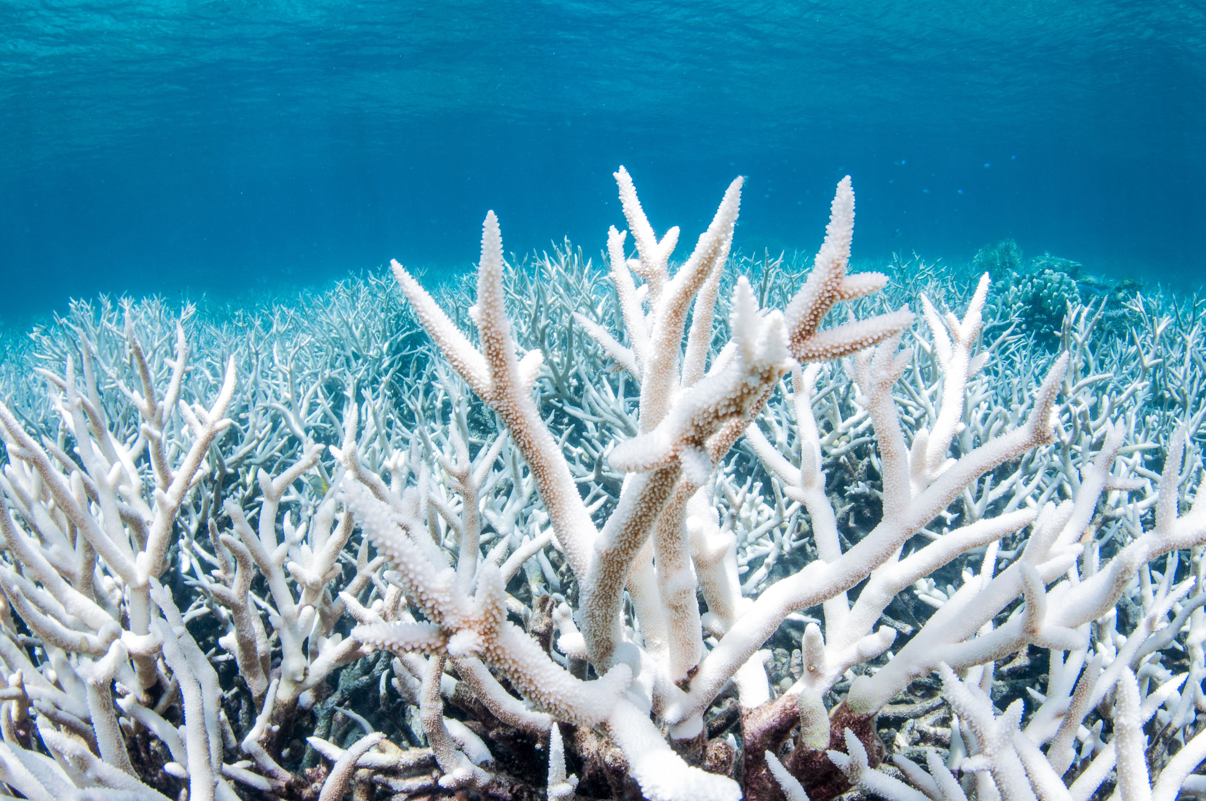 What Is Coral Bleaching?