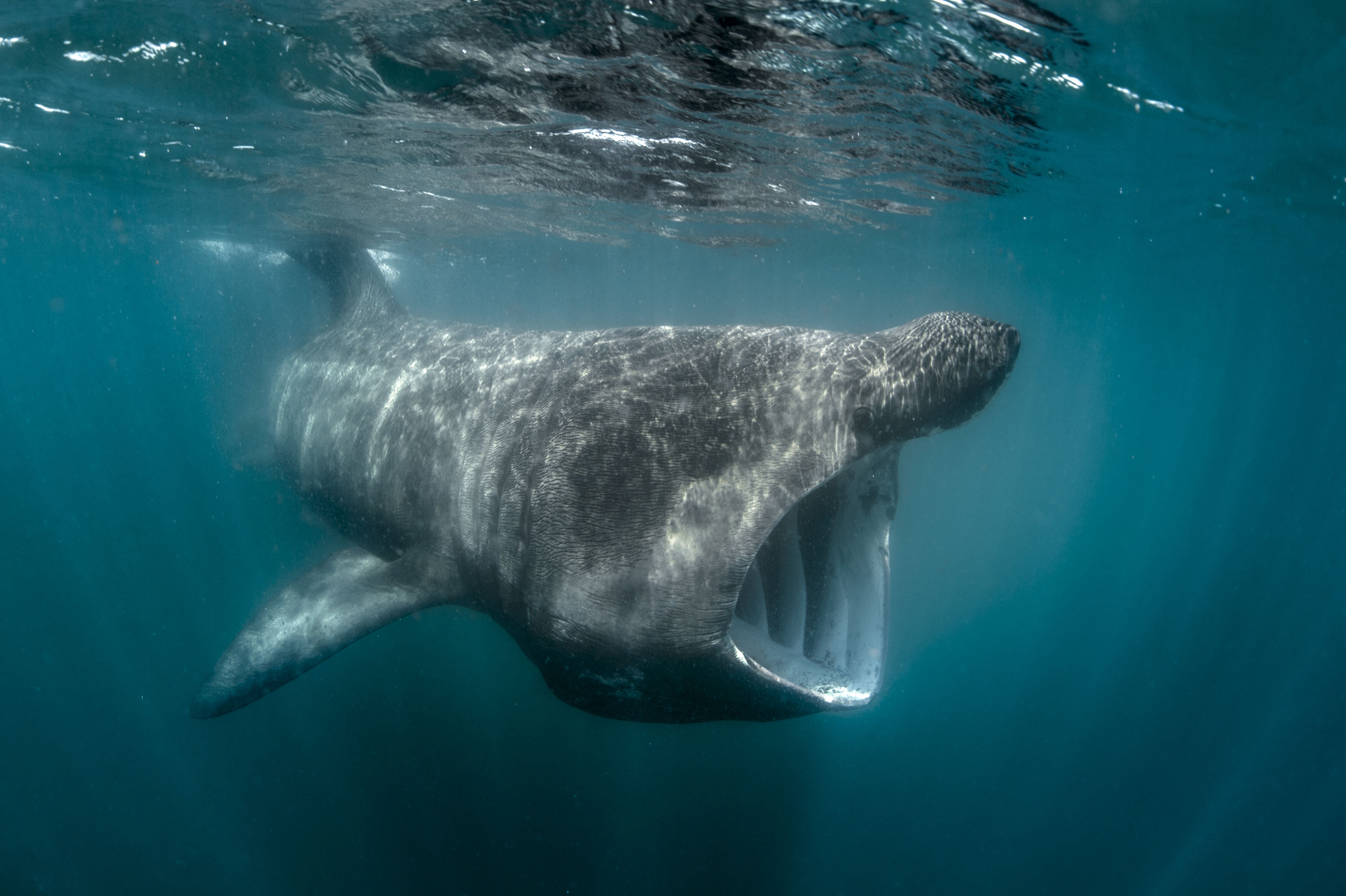Great Decline in Basking Shark Sightings in California