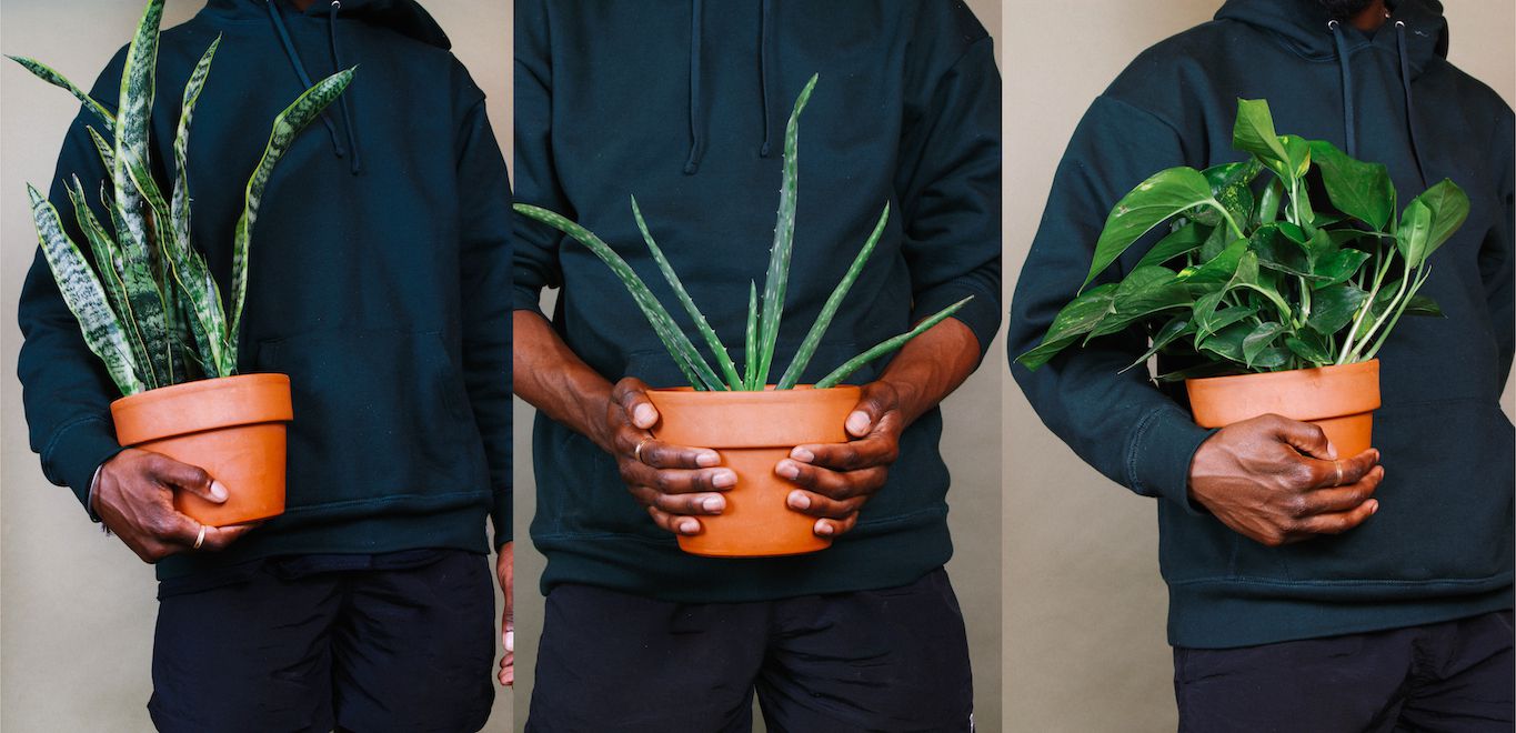 Black-Owned Online Plant Stores to Support This Month and Beyond