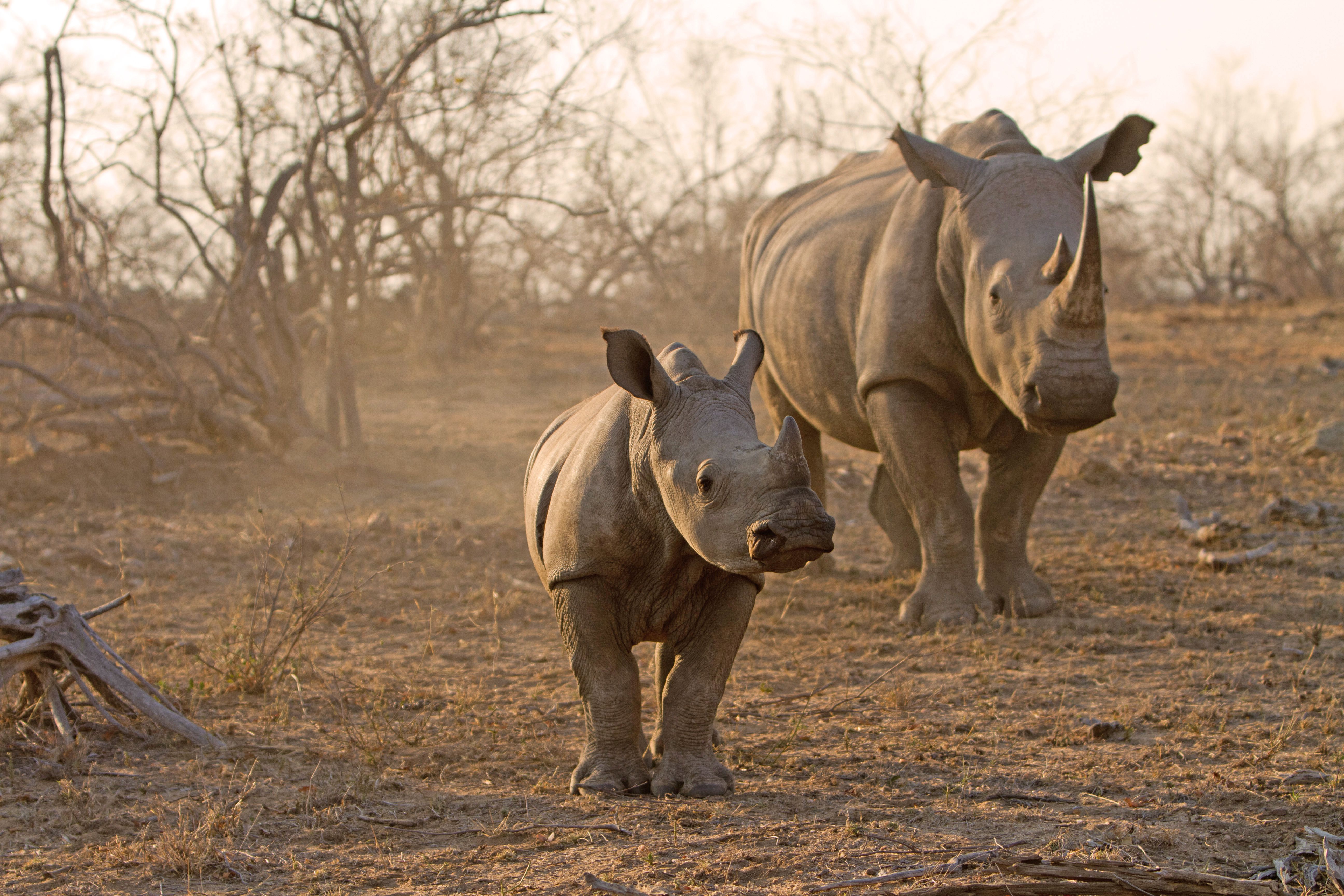 Rhino Poaching Has Declined in South Africa During Lockdown