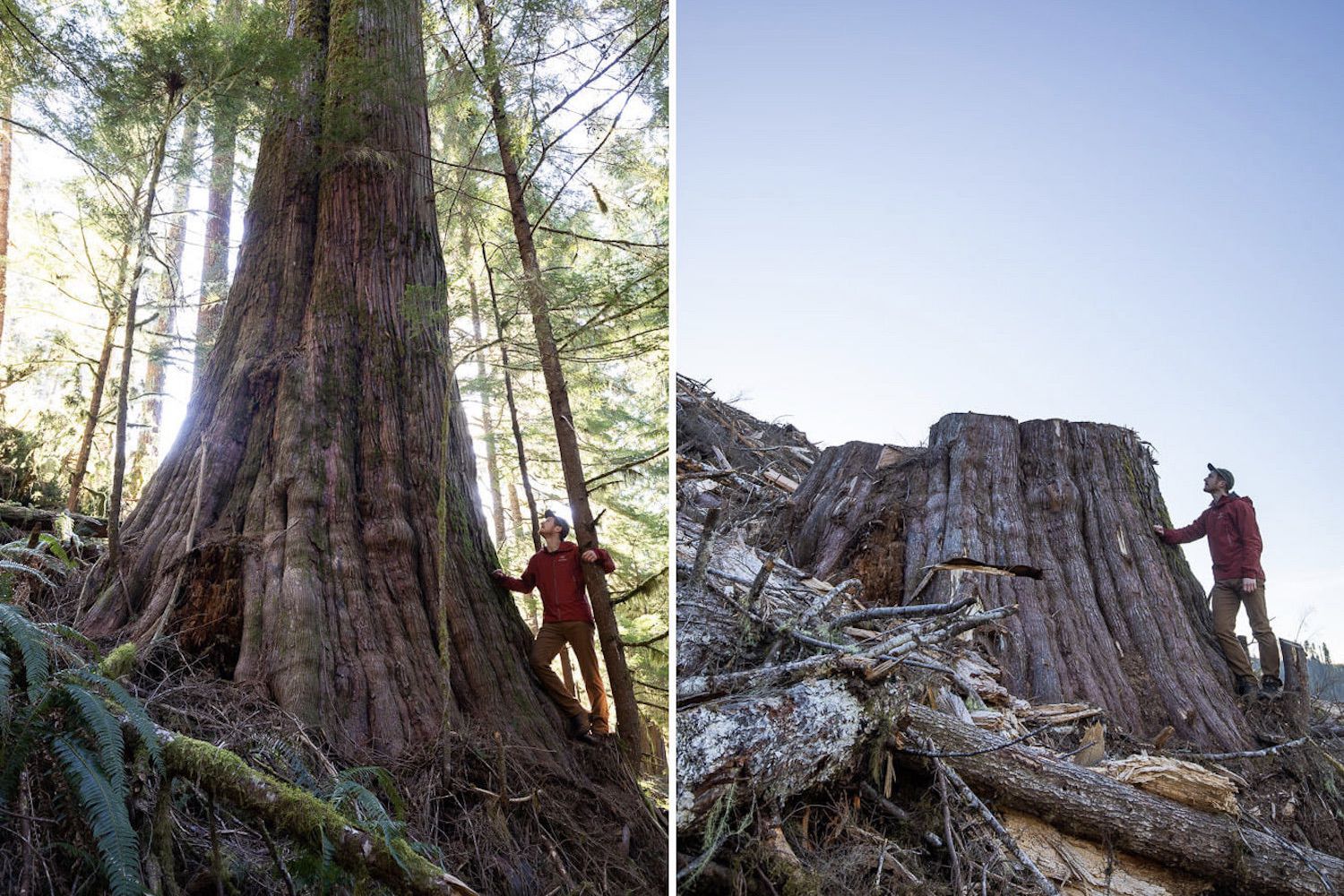 Old-Growth Logging in British Columbia