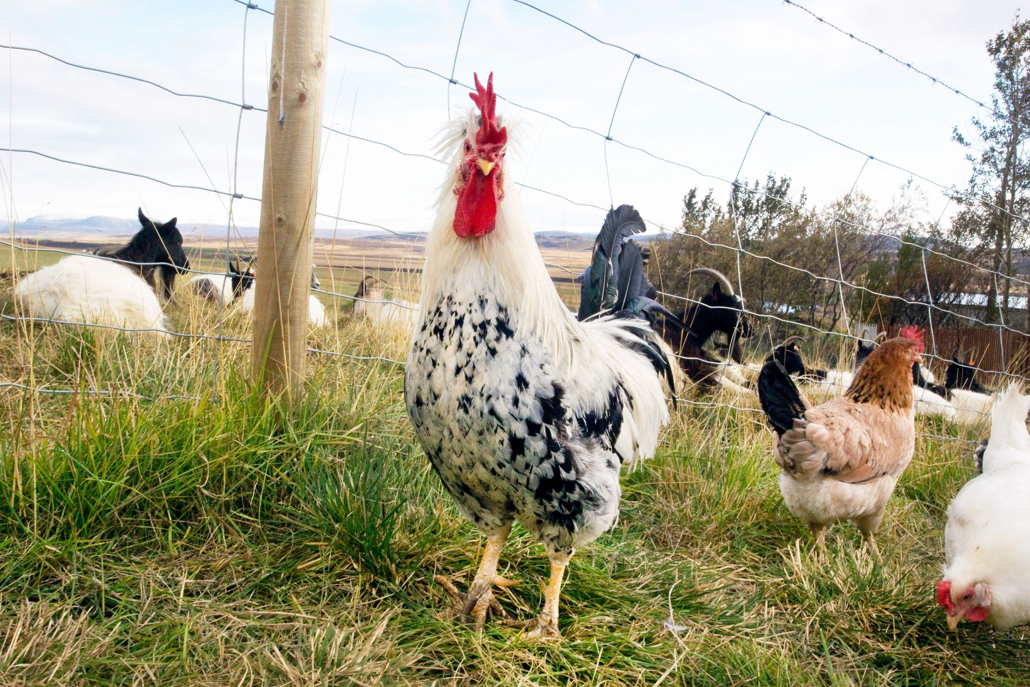 8 Peculiar Facts About the Icelandic Chicken