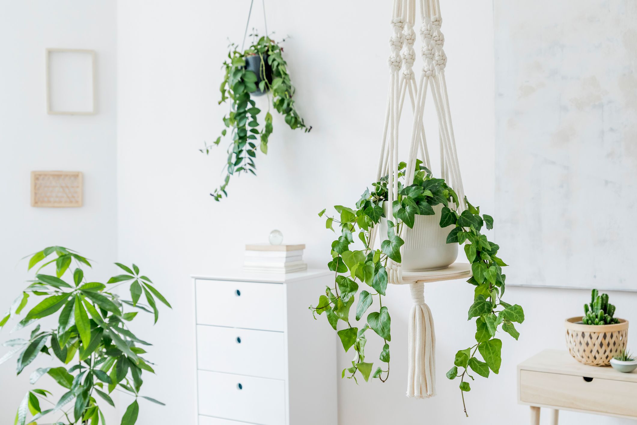 22 Indoor Vining Plants You Need in Your Home