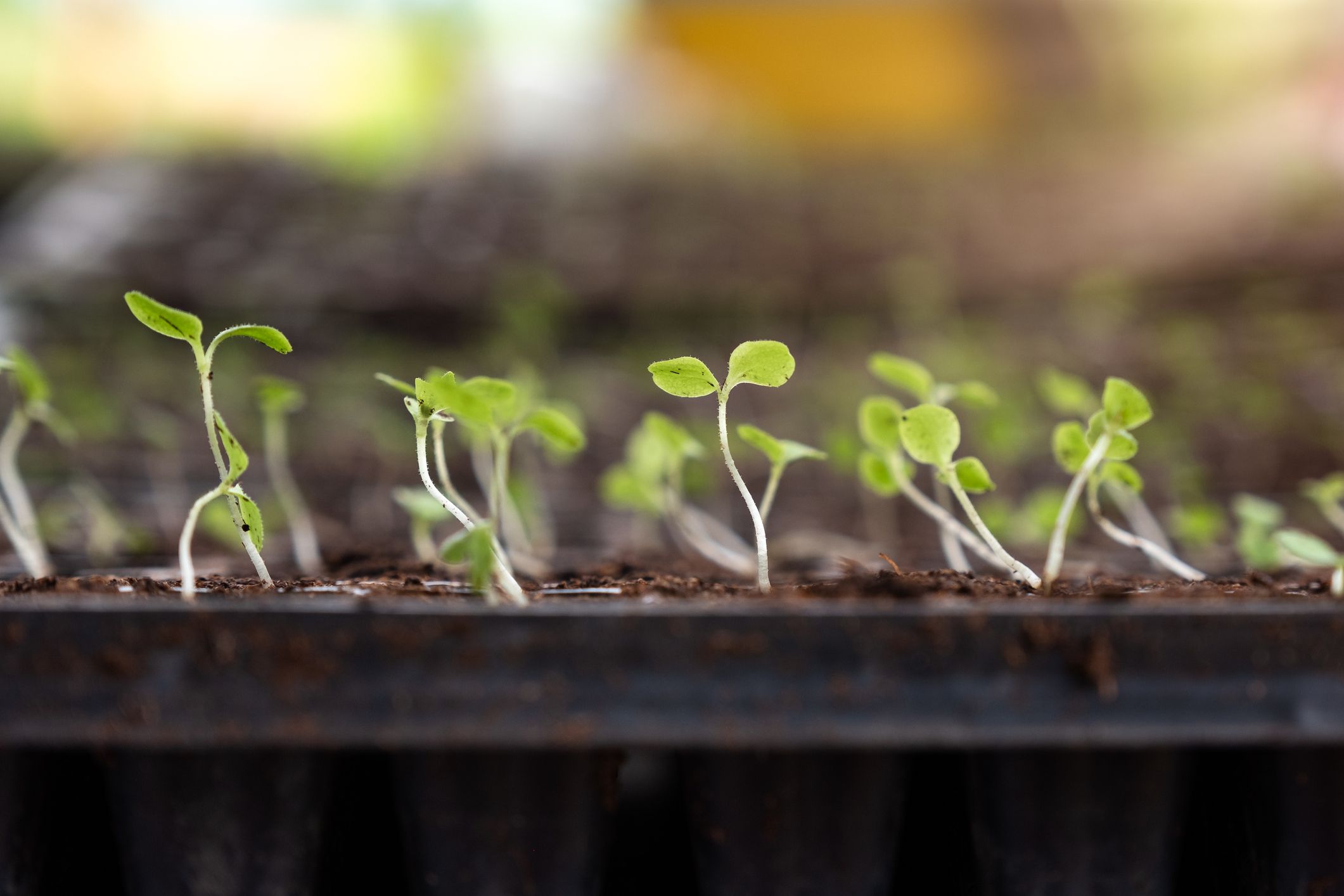 The 7 Best Seed-Starting Kits