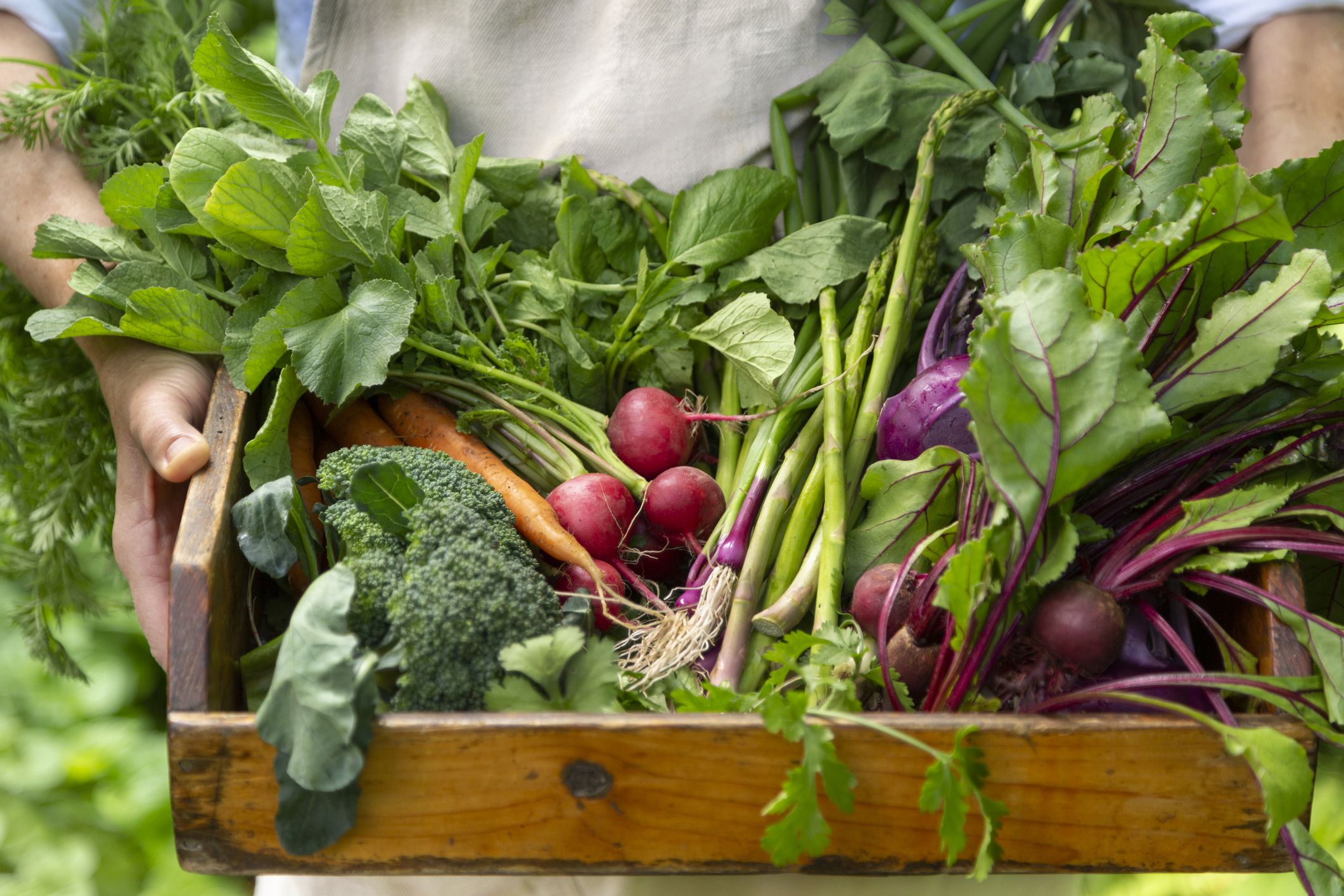 Which Gardening Approach Provides the Highest Yields?