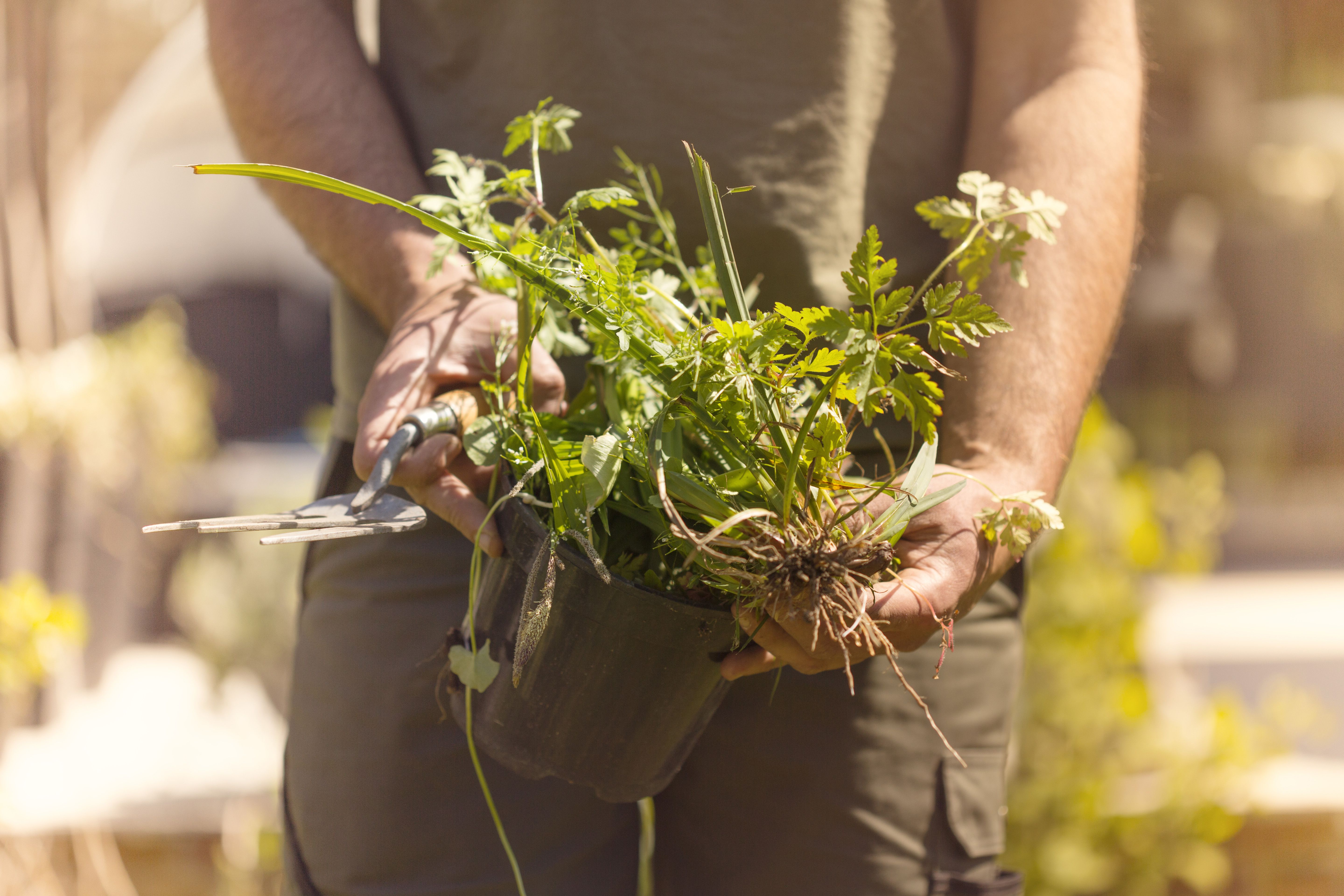 These Weed-Control Methods Are Actually Effective