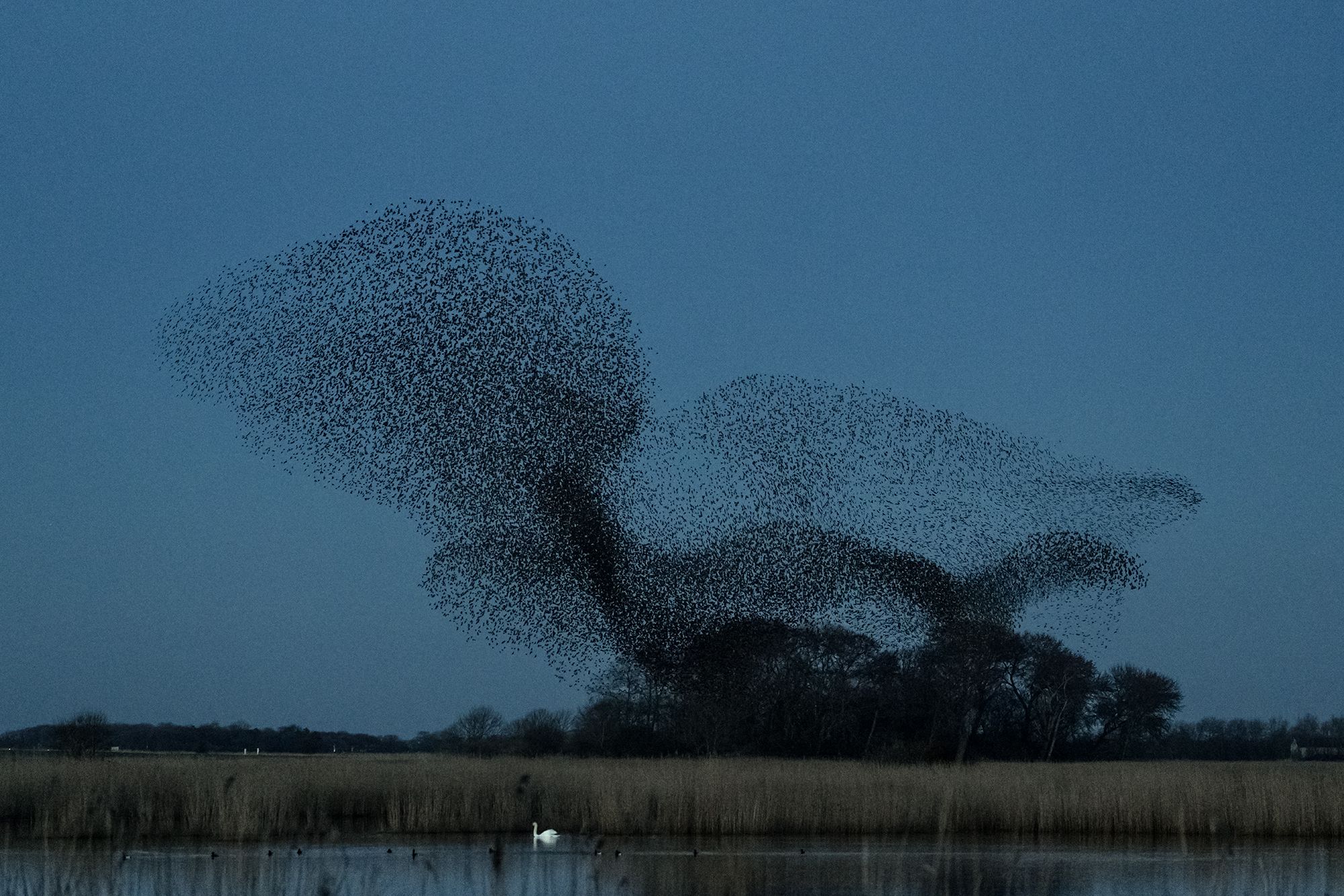 Shape-Shifting Beauty of Starling Murmurations