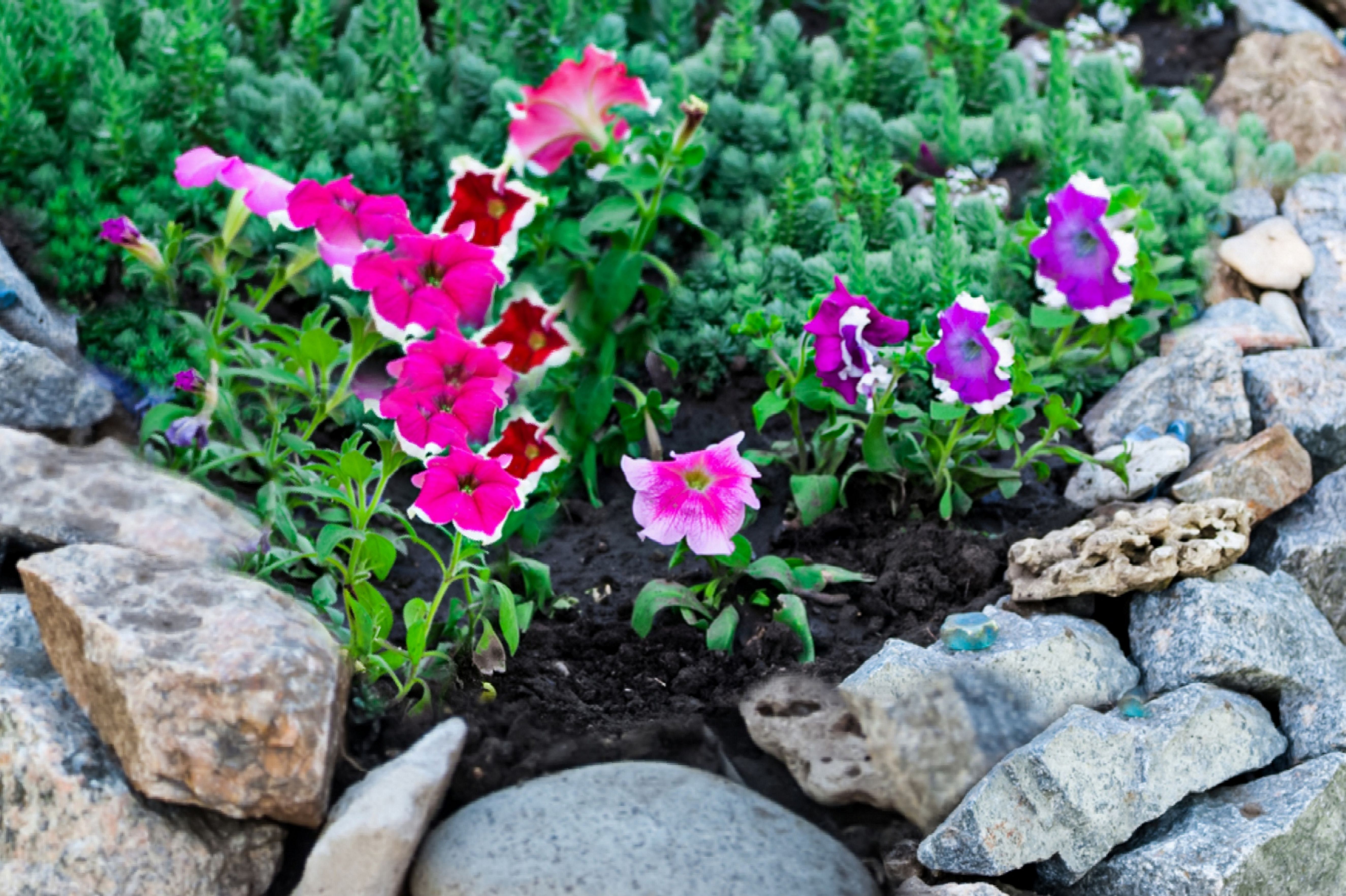6 Ways to Get Free Rocks for Your Garden