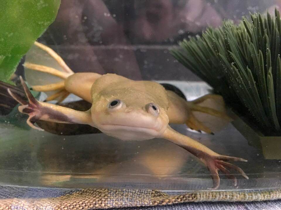 How We Ended Up With an Invasive Species as a Pet