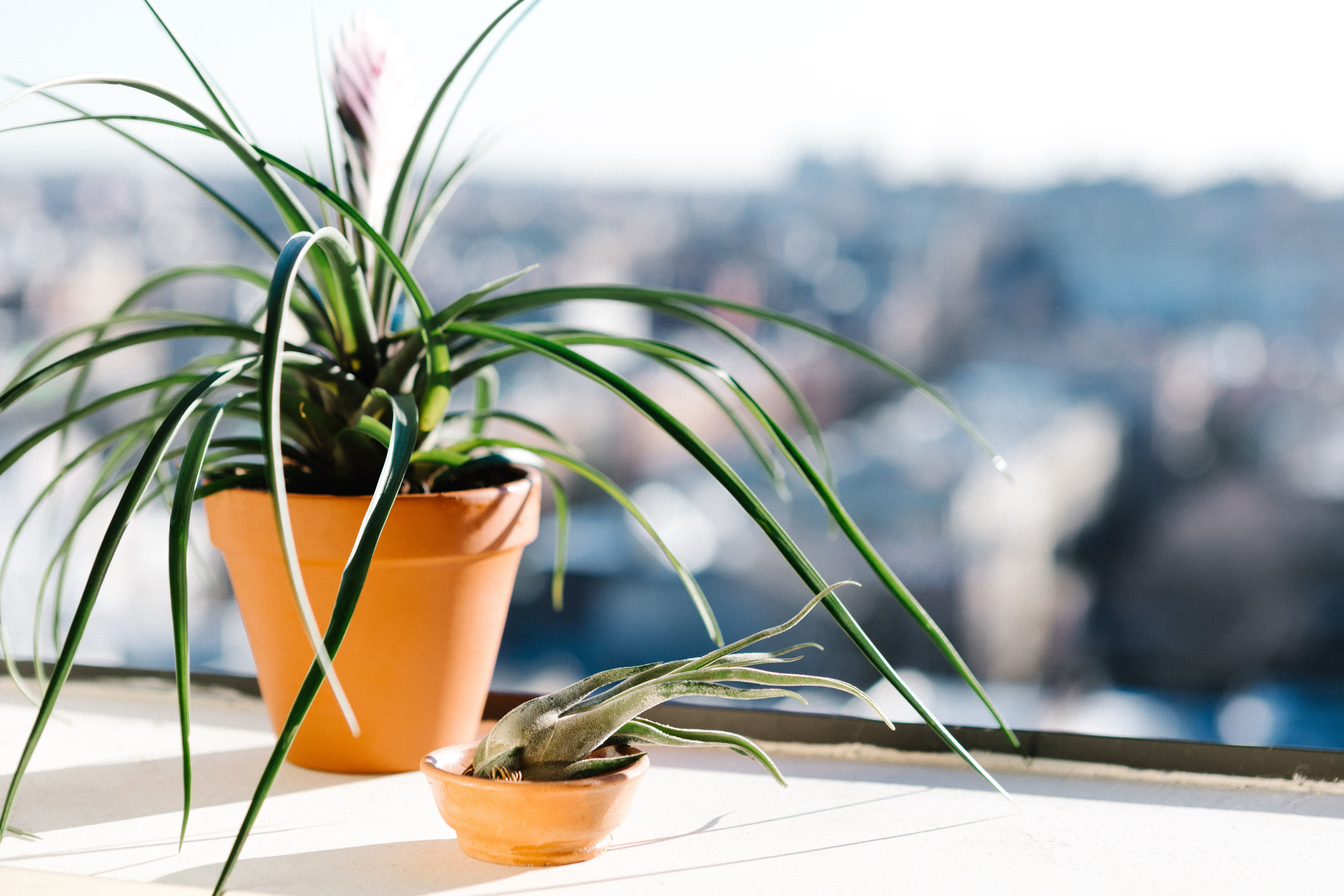 How to Care for Houseplants During the Winter
