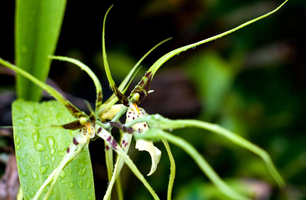 This Stunning Orchid Variety Looks Like a Spider