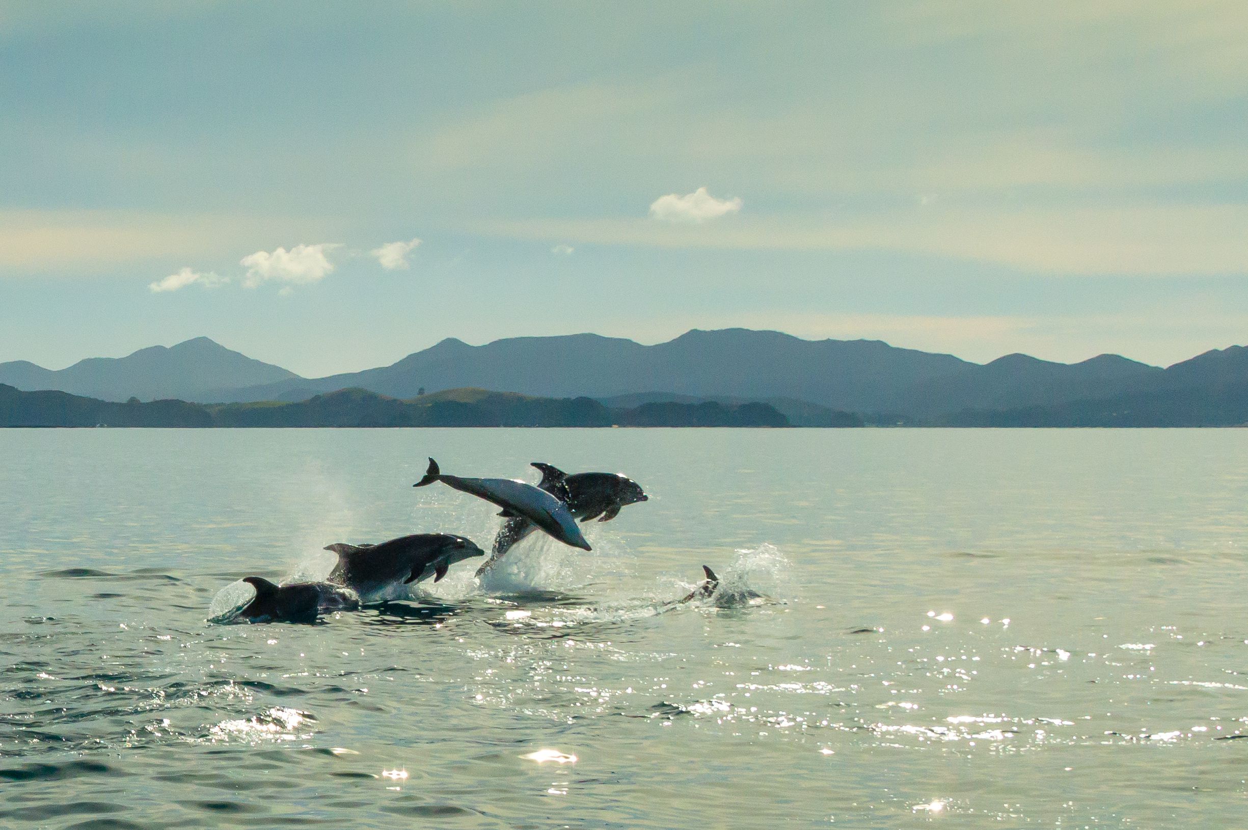 How Smart Are Dolphins?