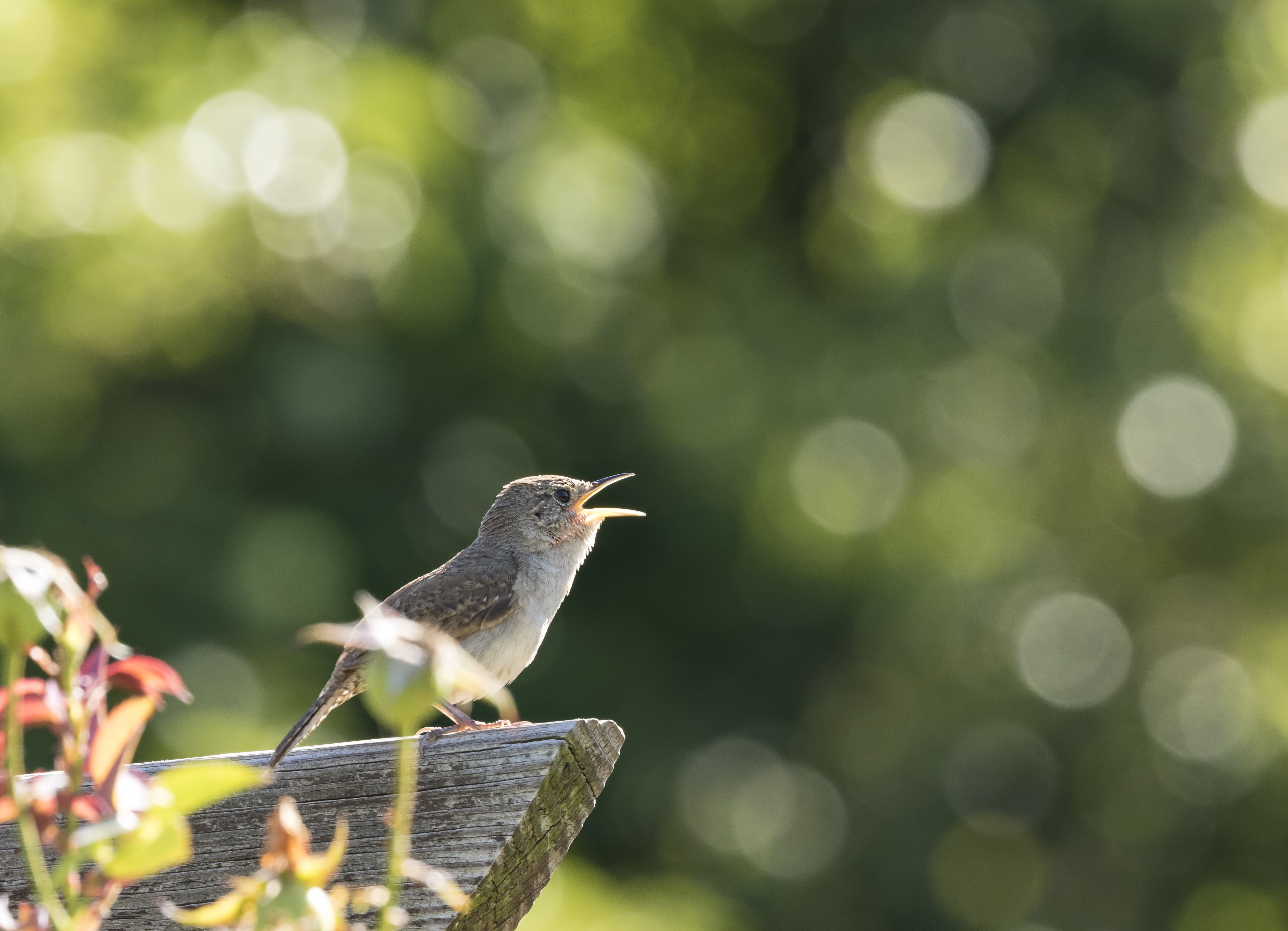 How the Sounds of Nature Affect Your Well-Being