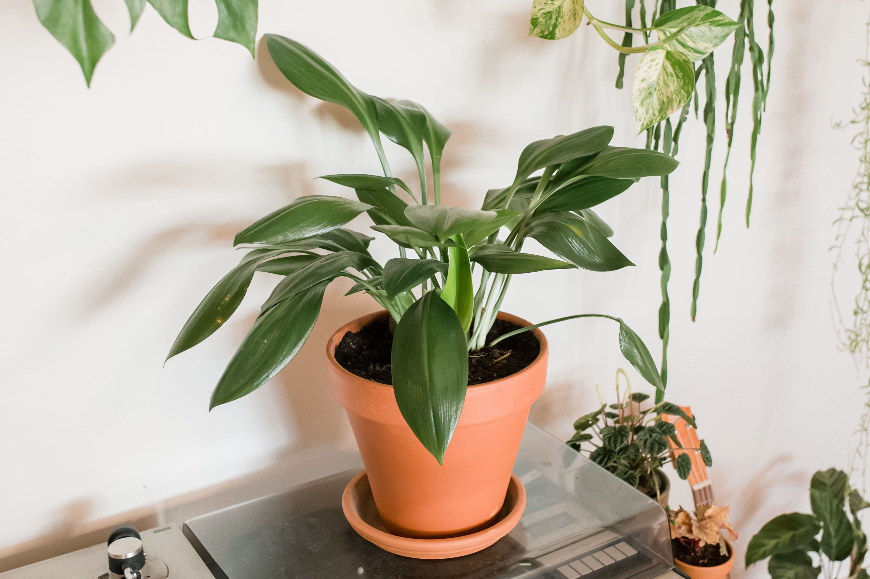 The Deep-Green Houseplant Thats Practically Indestructible