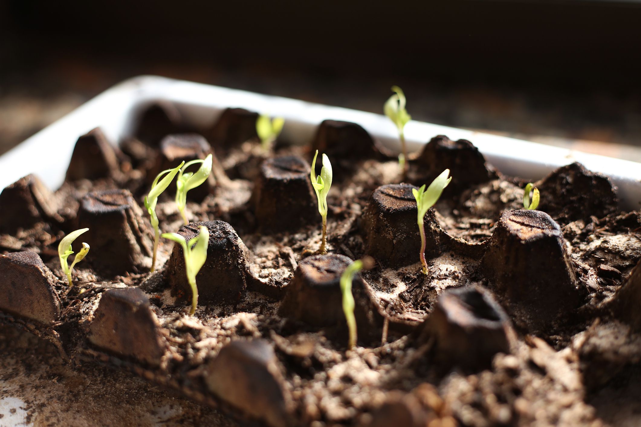 Start Sowing Early To Extend Your Growing Season