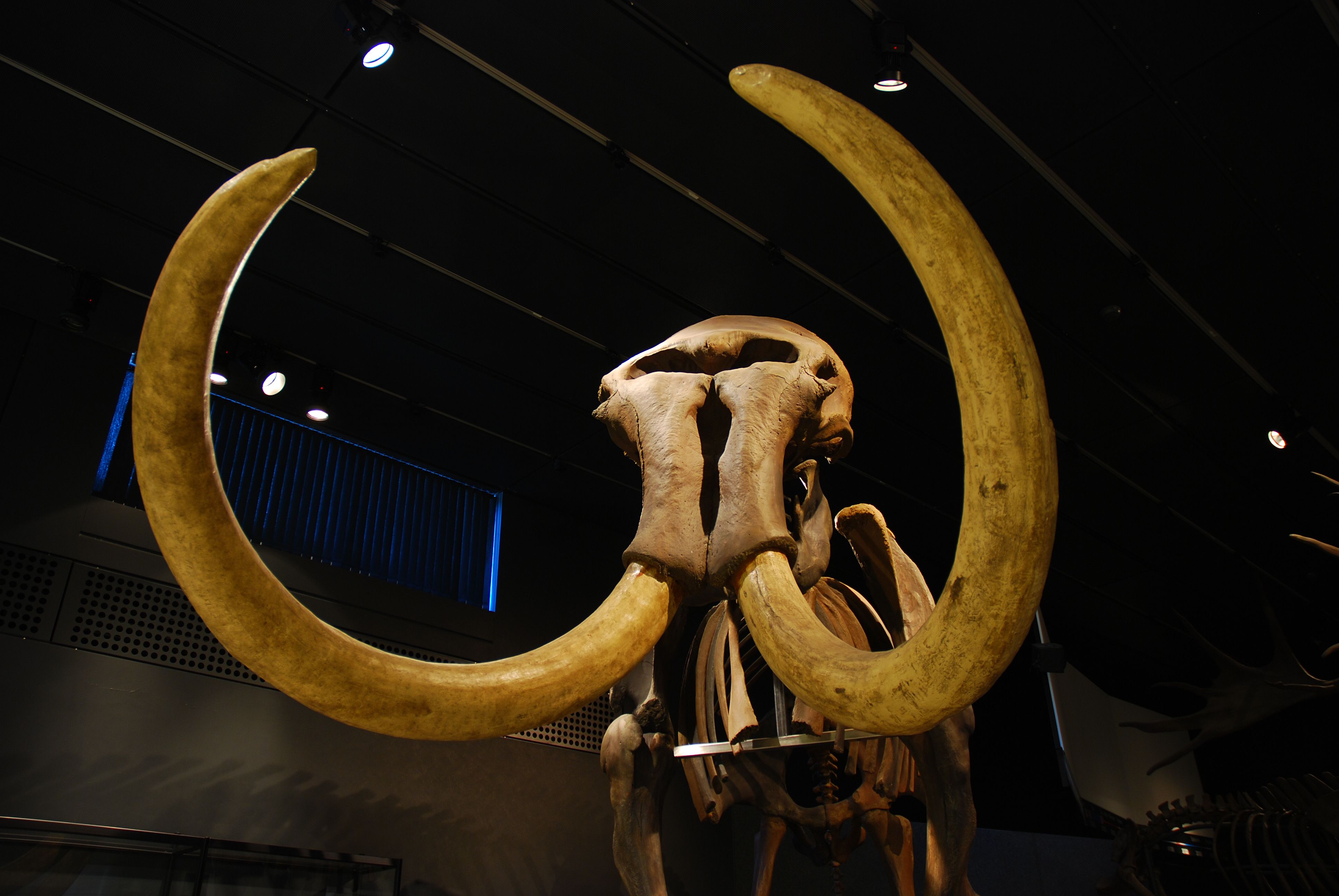 Climate Change Likely Drove Extinction of Mammoths and Other Large Animals