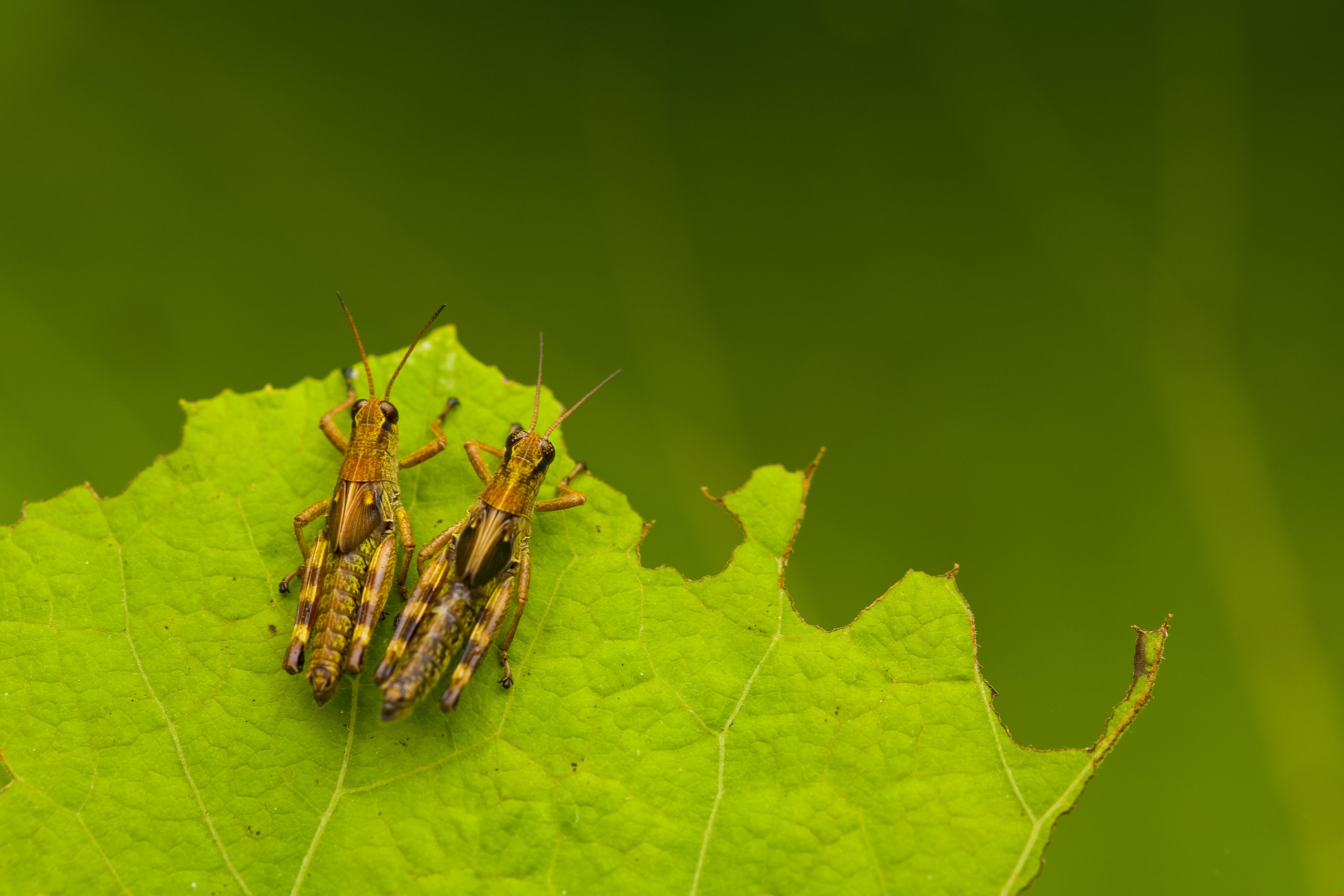 Noise Pollution Makes Crickets Less Picky When Mating