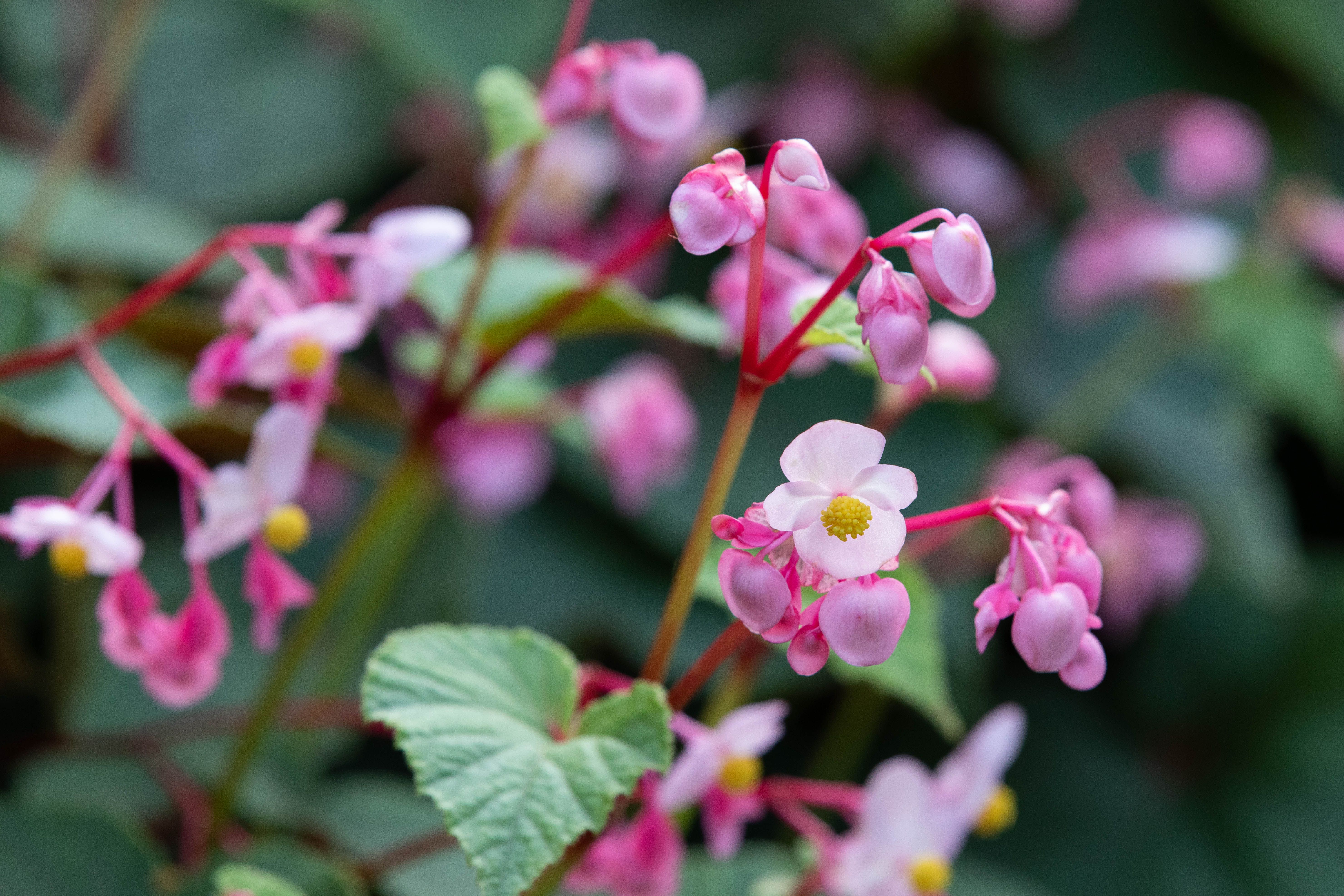 10 Beautiful Begonias for Containers and Gardens