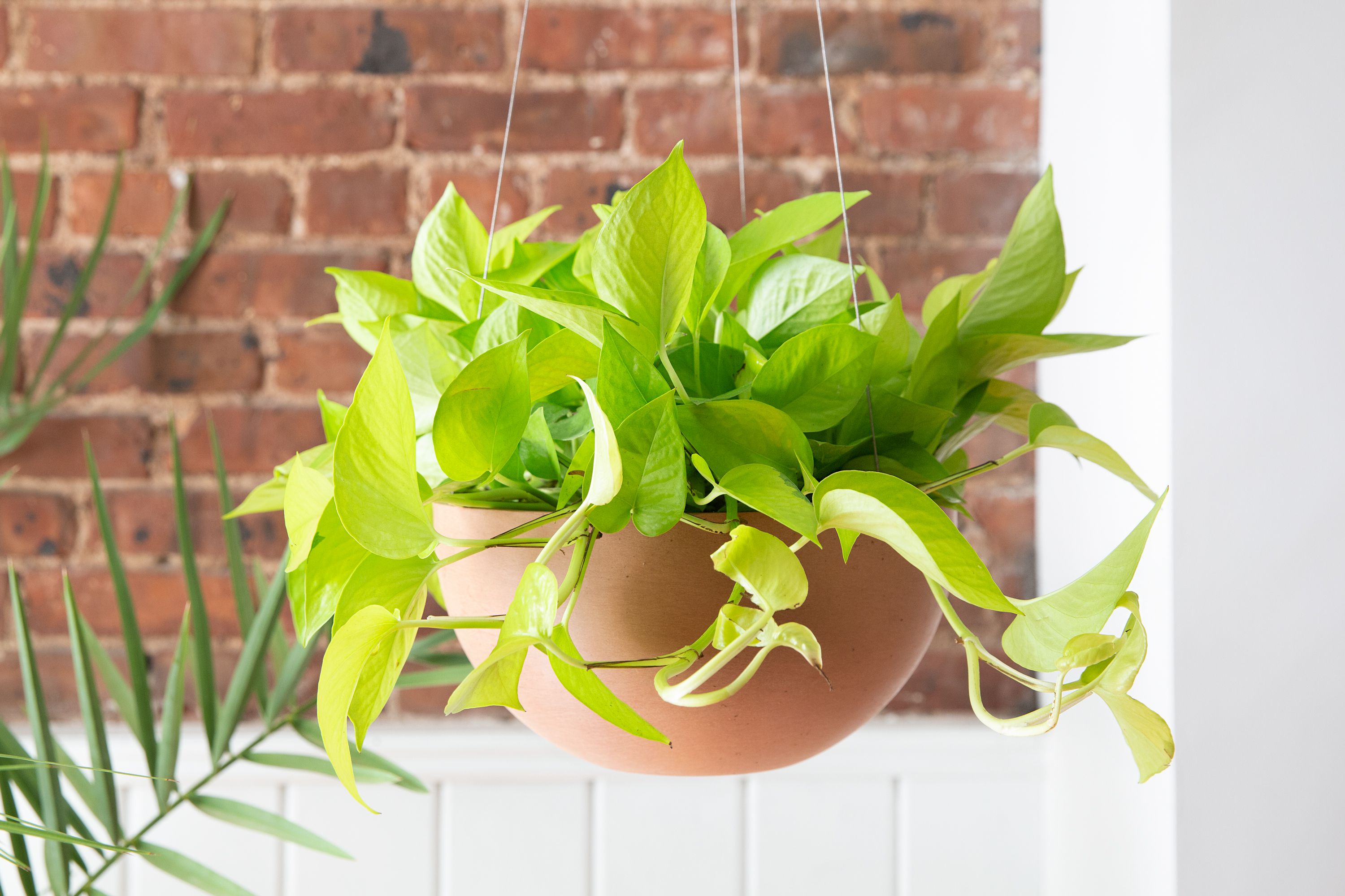 This Low-Fuss Houseplant Will Brighten Any Corner of Your Home