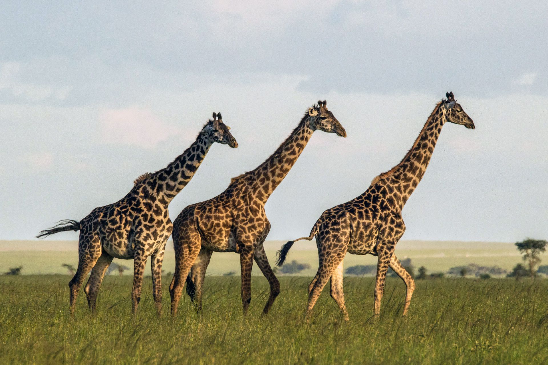 Giraffes with Large Groups of Friends Live Longer