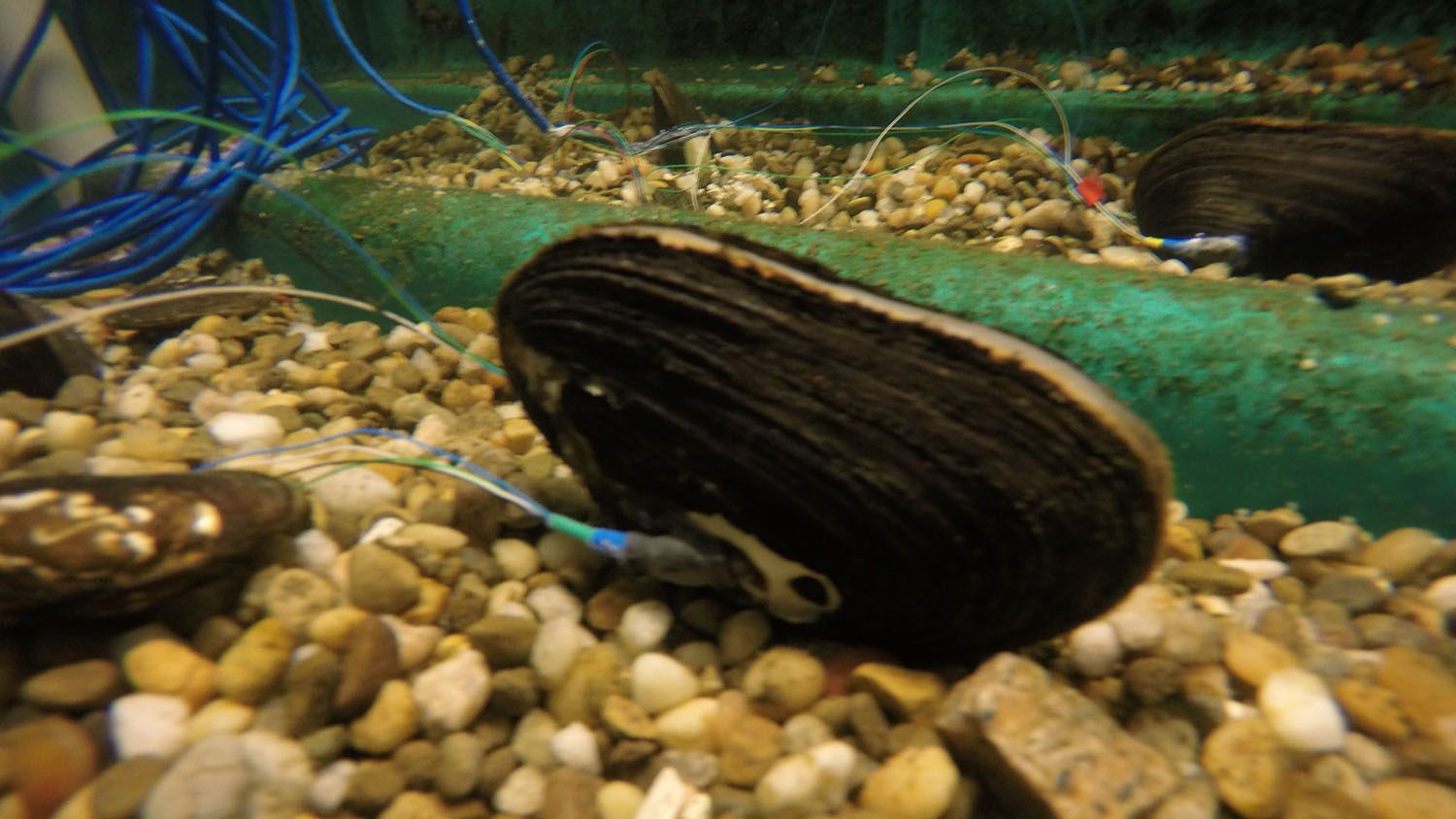 Cyborg Mussels Could Serve as Environmental Warning Systems