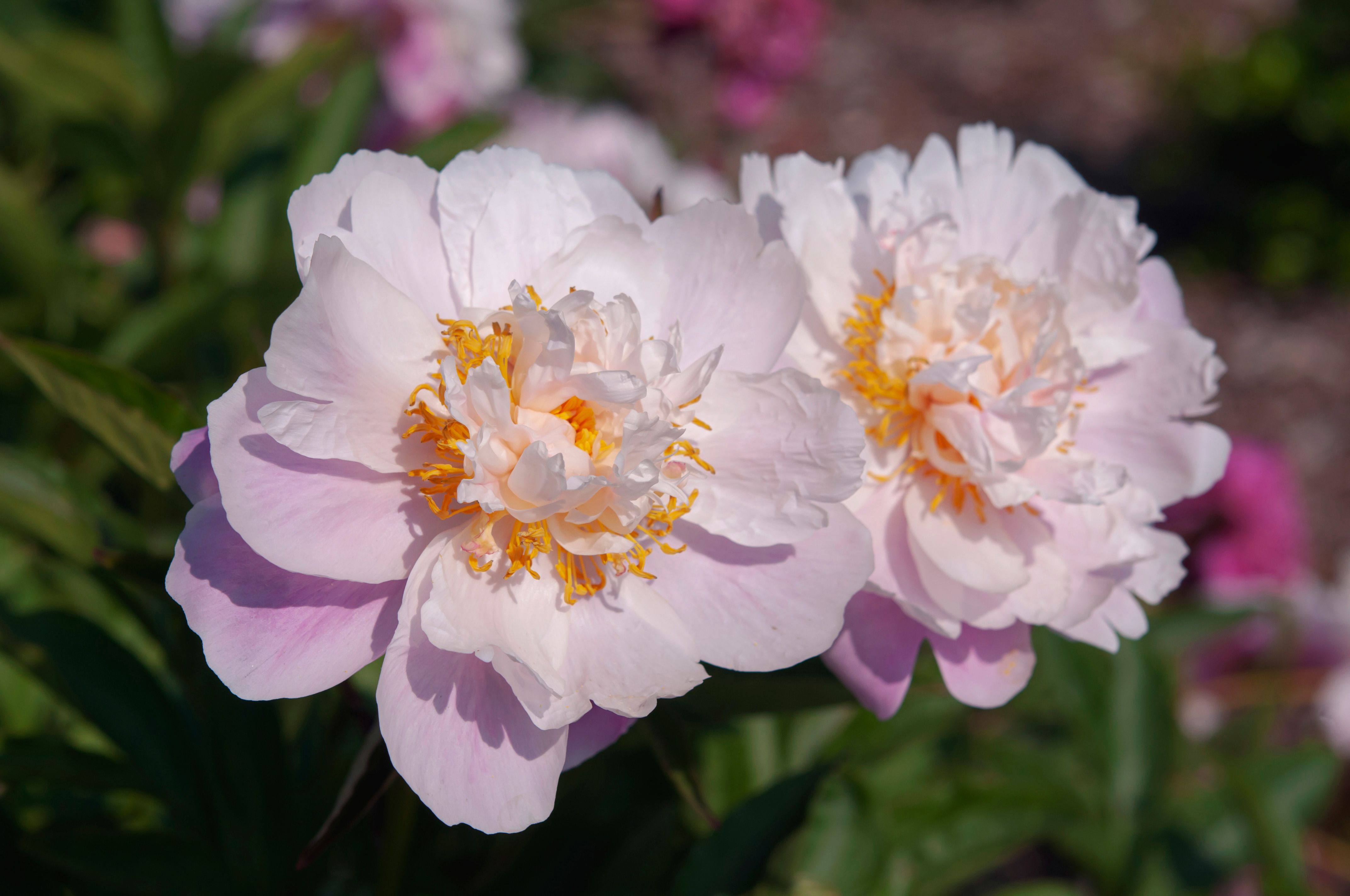 How to Grow and Care for Peonies