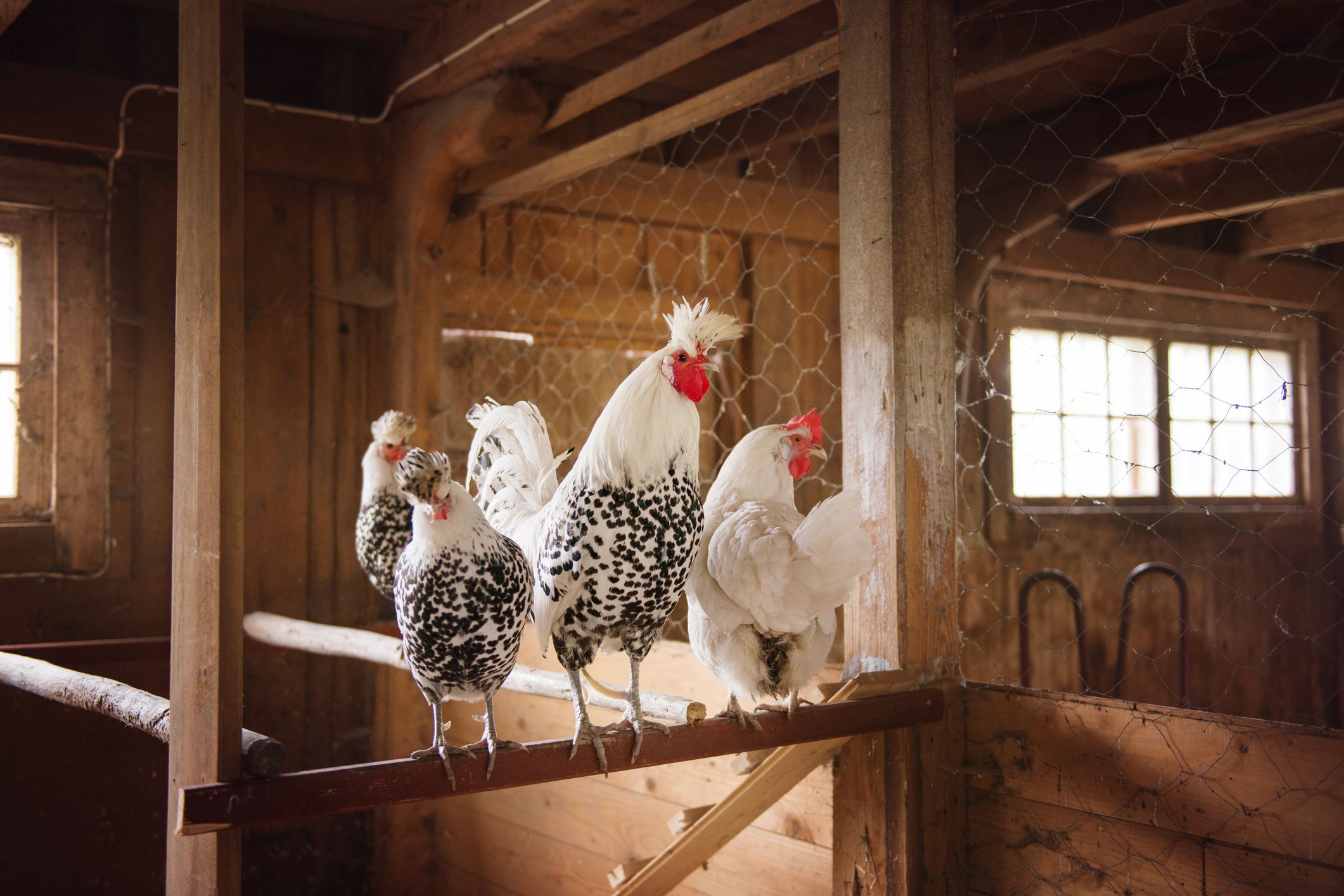 The 9 Best Chicken Coops of 2021