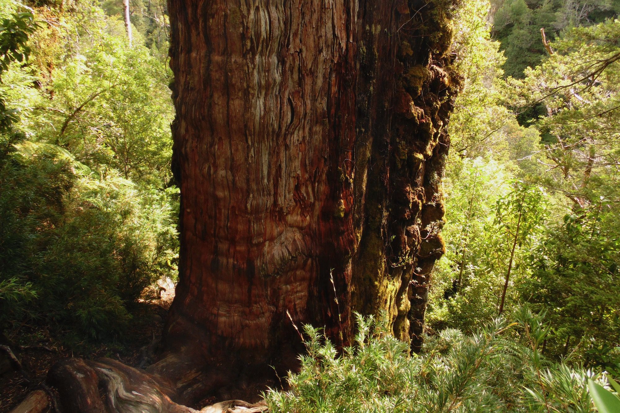 Chile May Be Home to the Worlds Oldest Tree