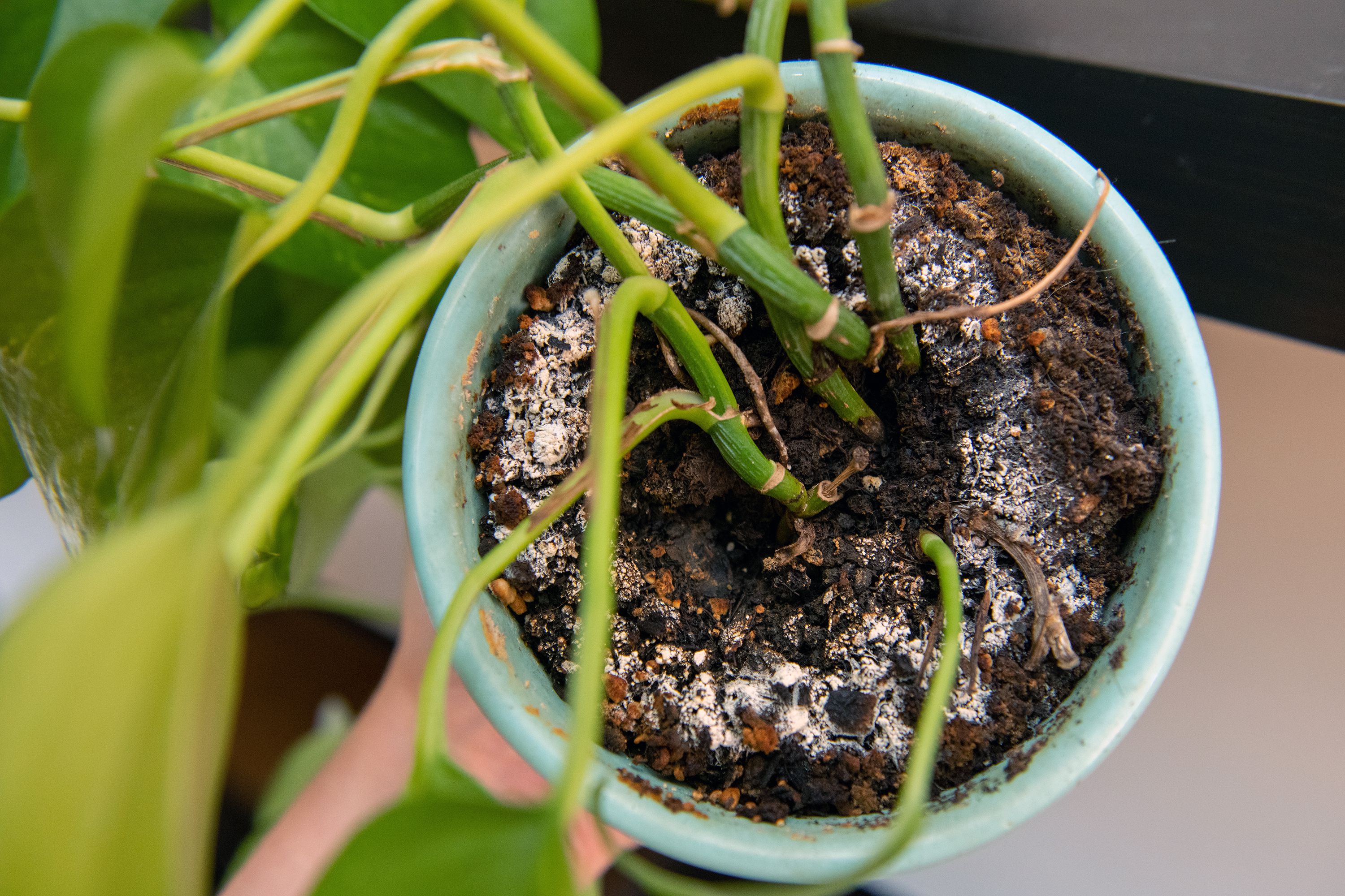 8 Houseplant Mistakes You Might Be Making
