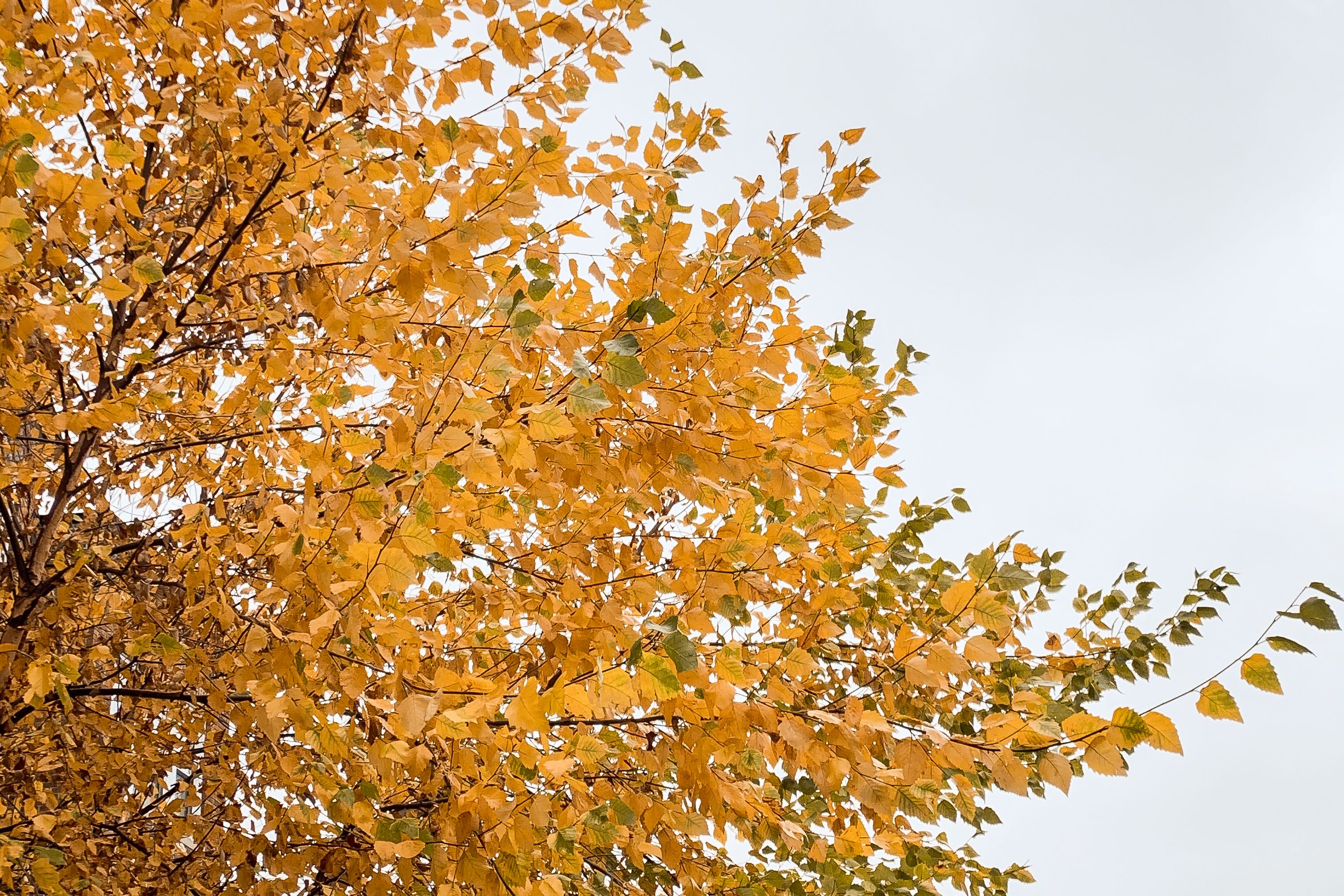12 Trees That Have Brilliant Fall Foliage