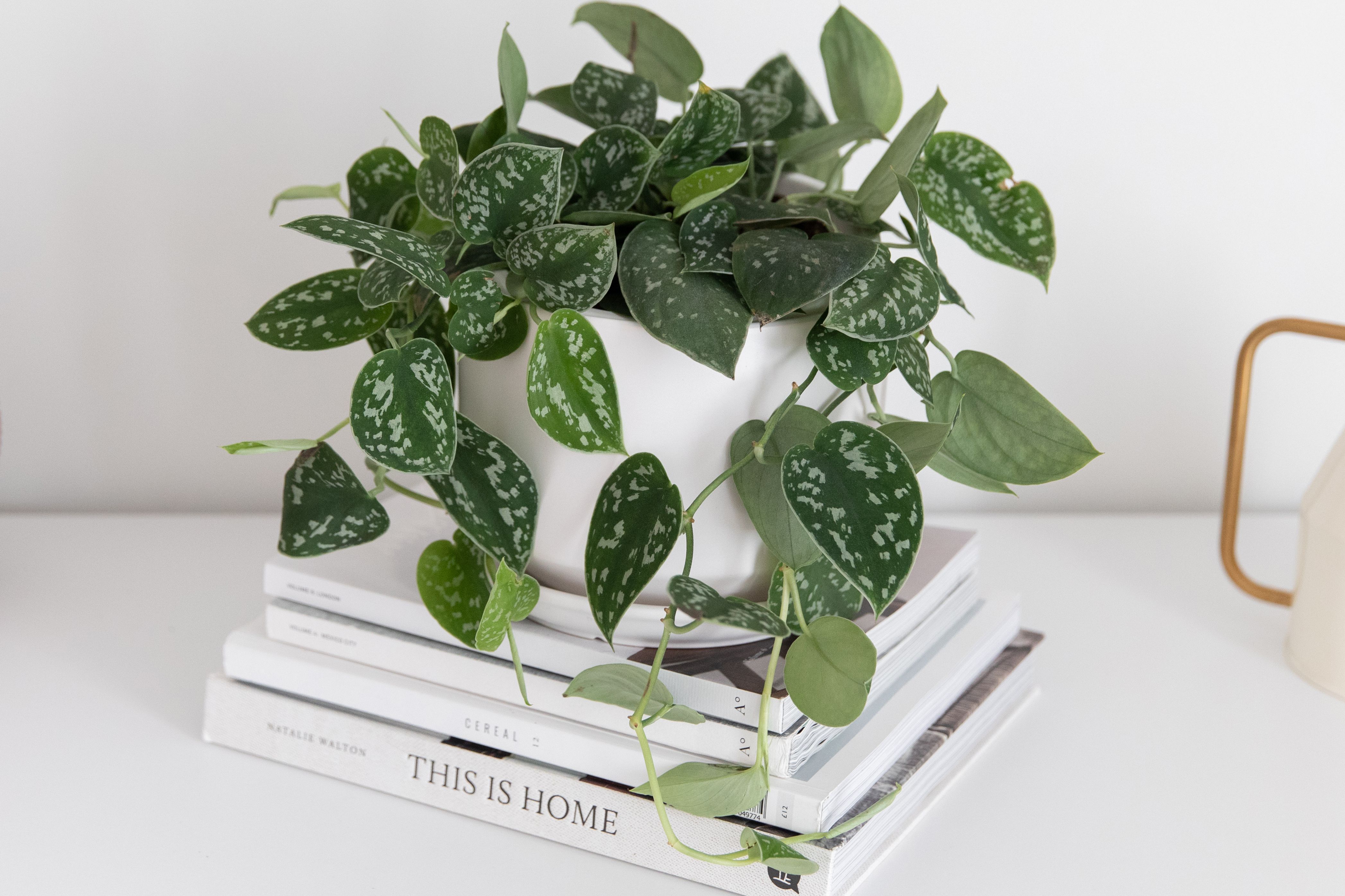 A Pretty Vine Thats One of the Easiest Houseplants to Grow