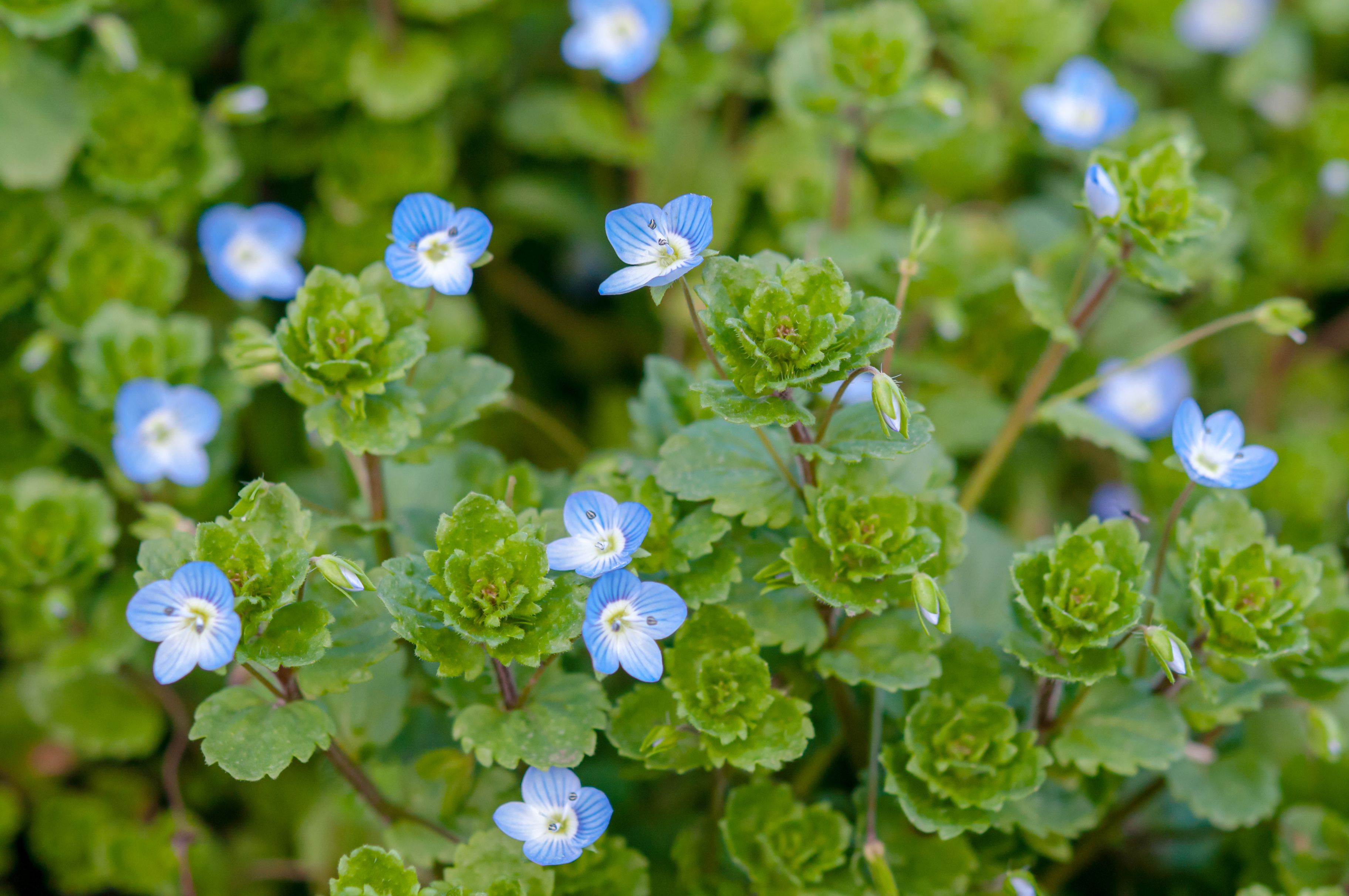 How to Grow Creeping Speedwell