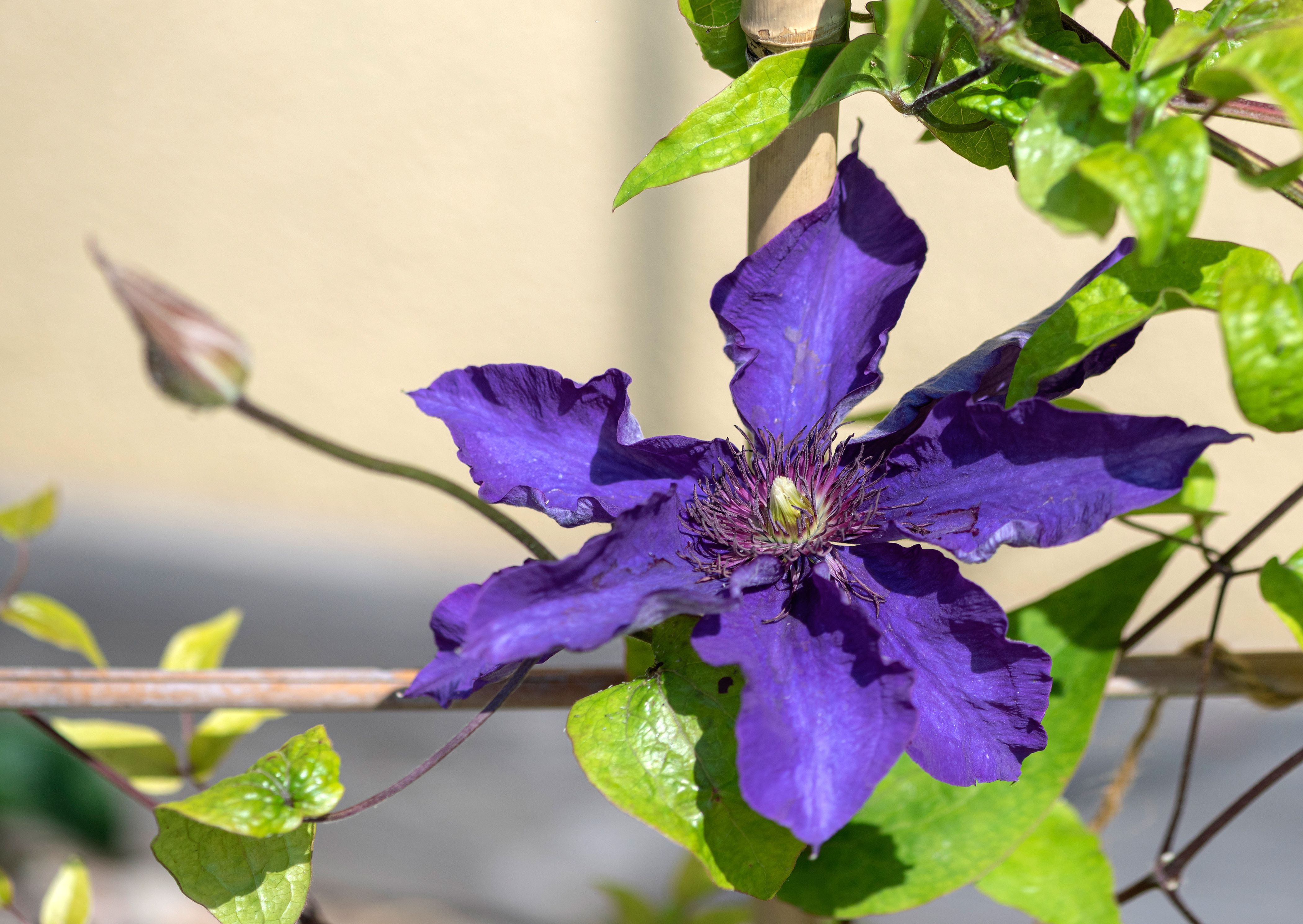 This Vine Is Known for Its Bold, Richly-Colored Flowers