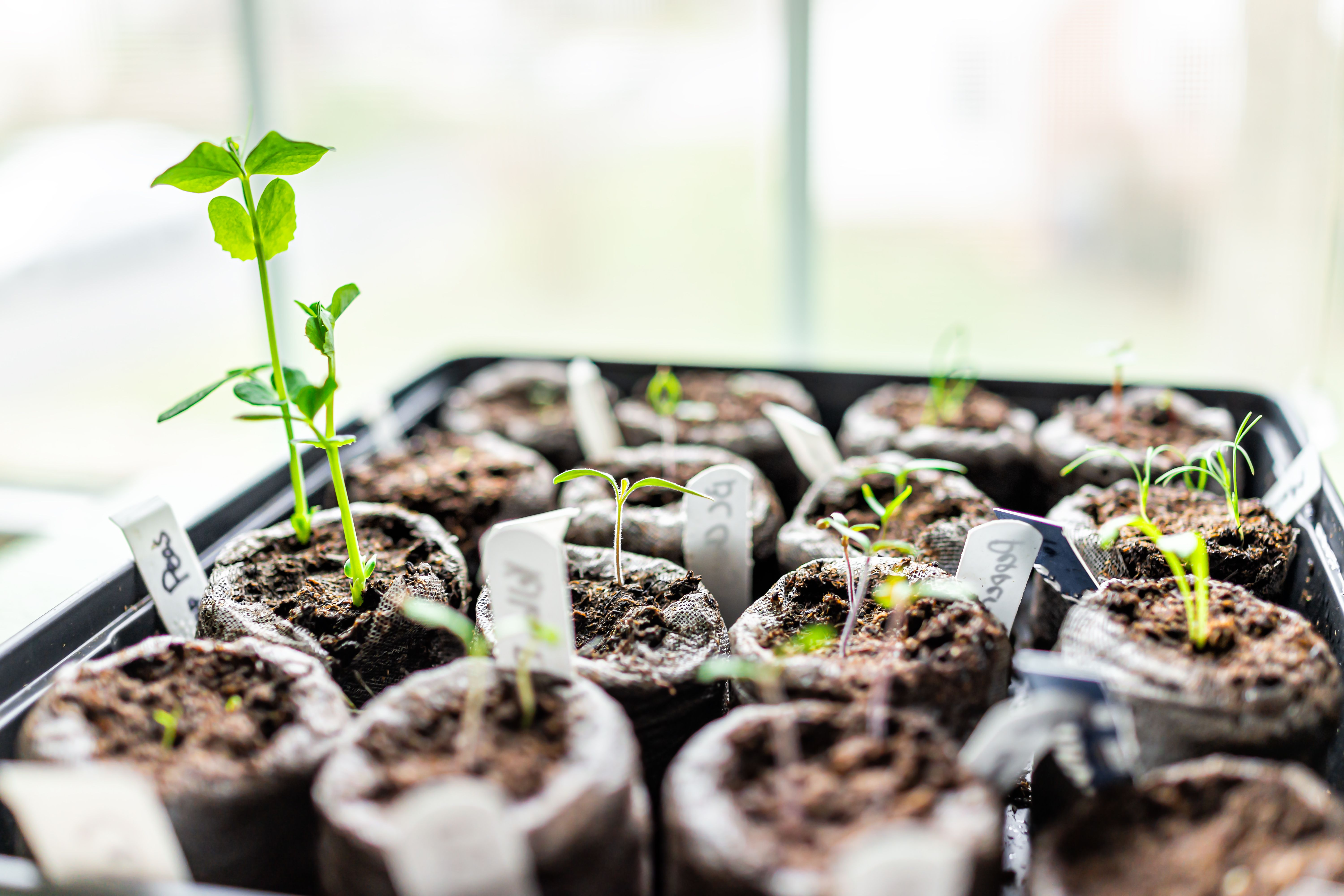 What You Need to Germinate Seeds Successfully