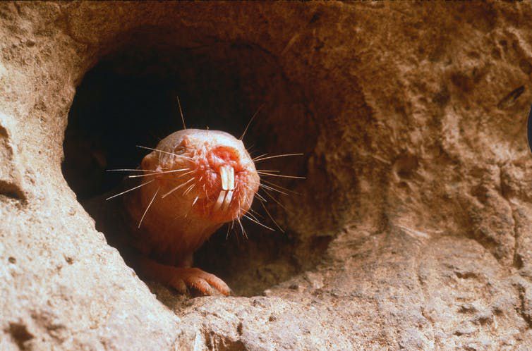 Naked Mole-Rats Speak in Community Dialects