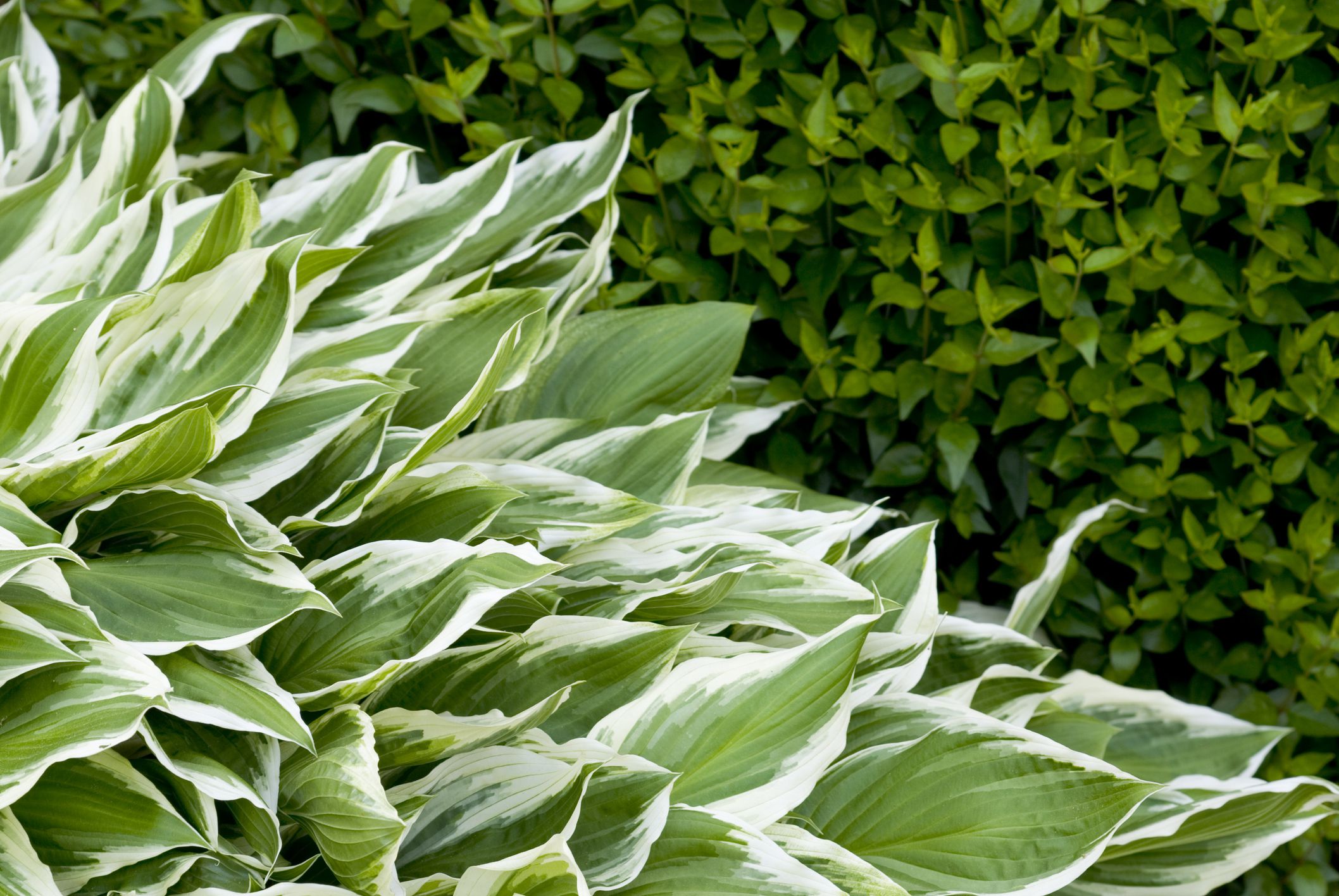 12 Types of Variegated Hosta That Will Shine in Your Yard