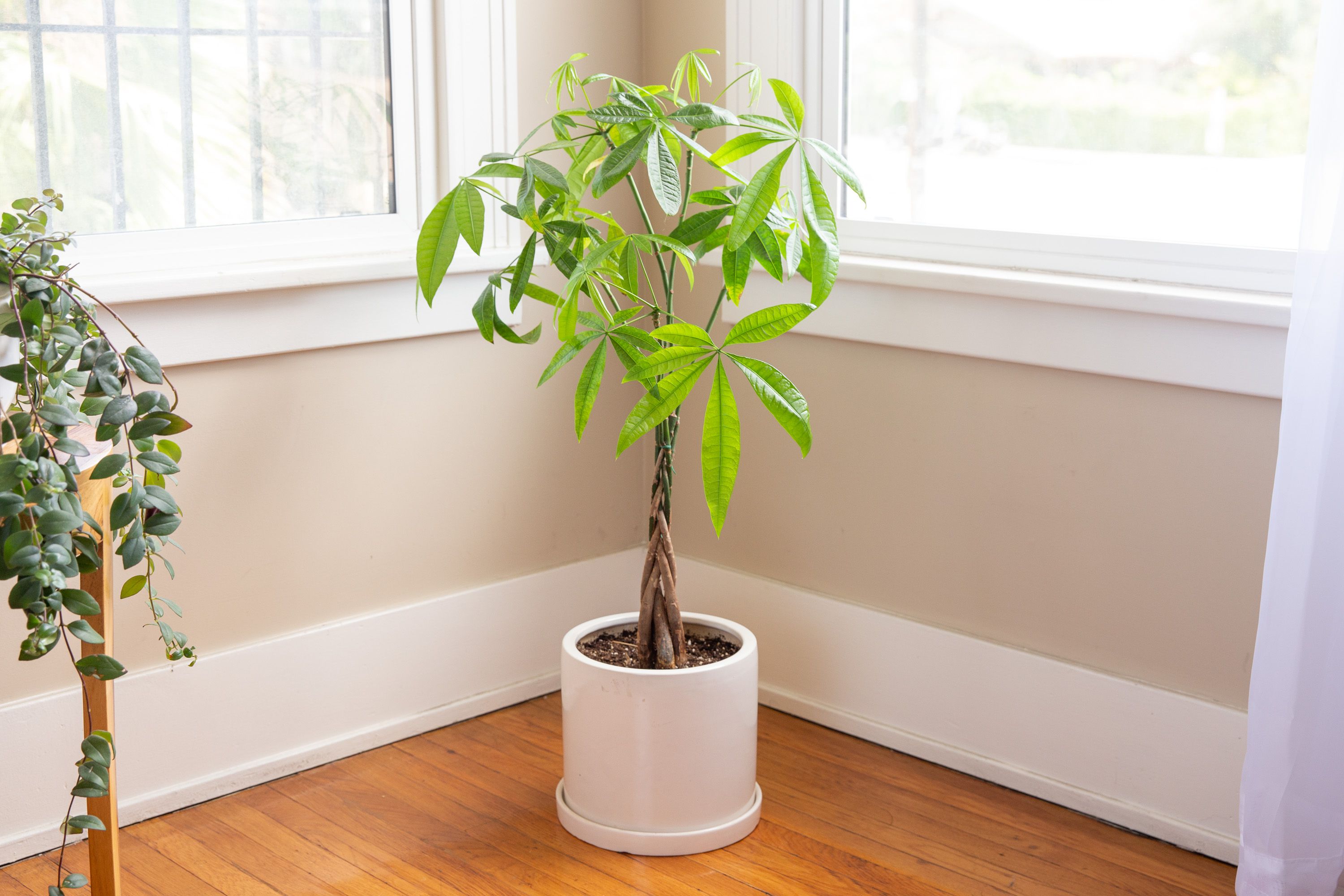 20 Popular Indoor Trees Anyone Can Grow