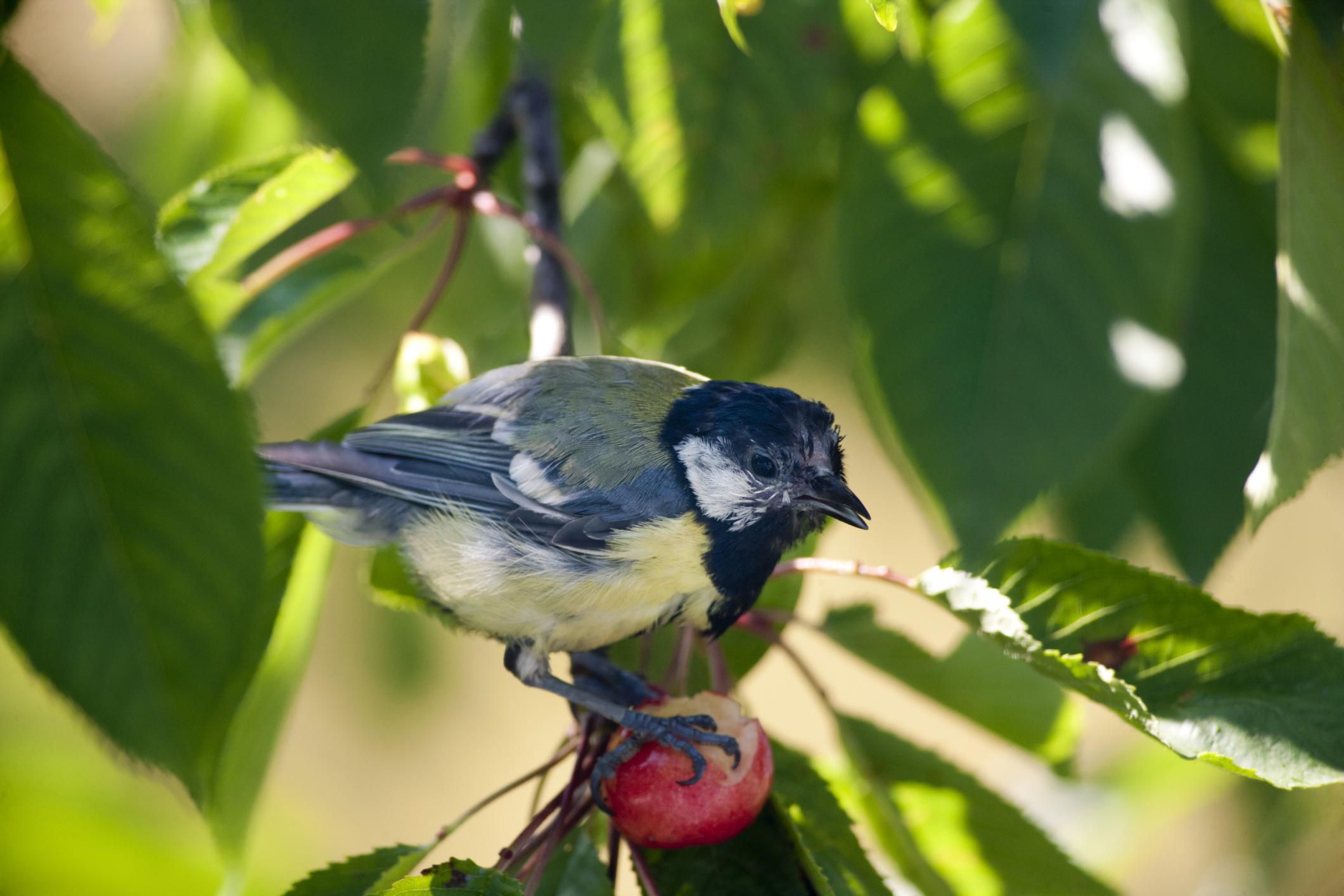 How to Safely Control Birds in Your Garden