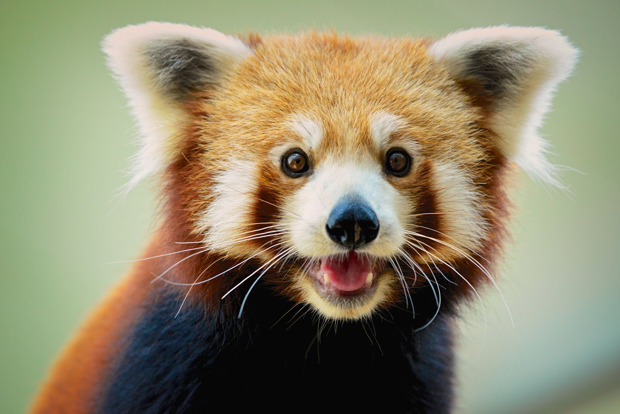 15 Remarkable Red Panda Facts