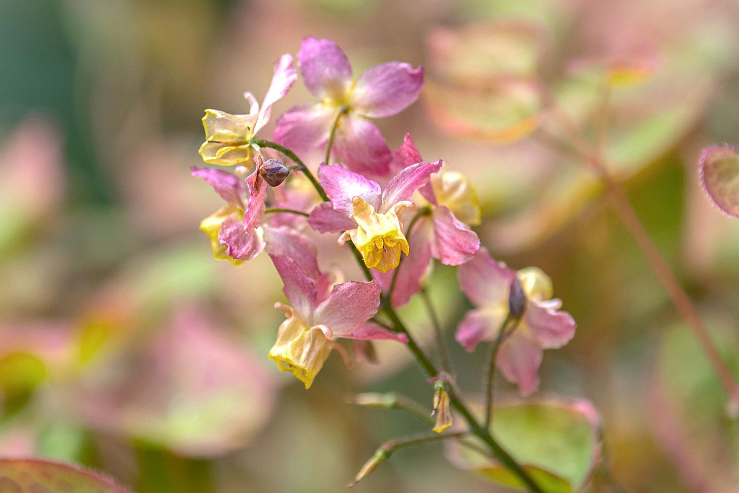 How to Grow and Care for Epimedium
