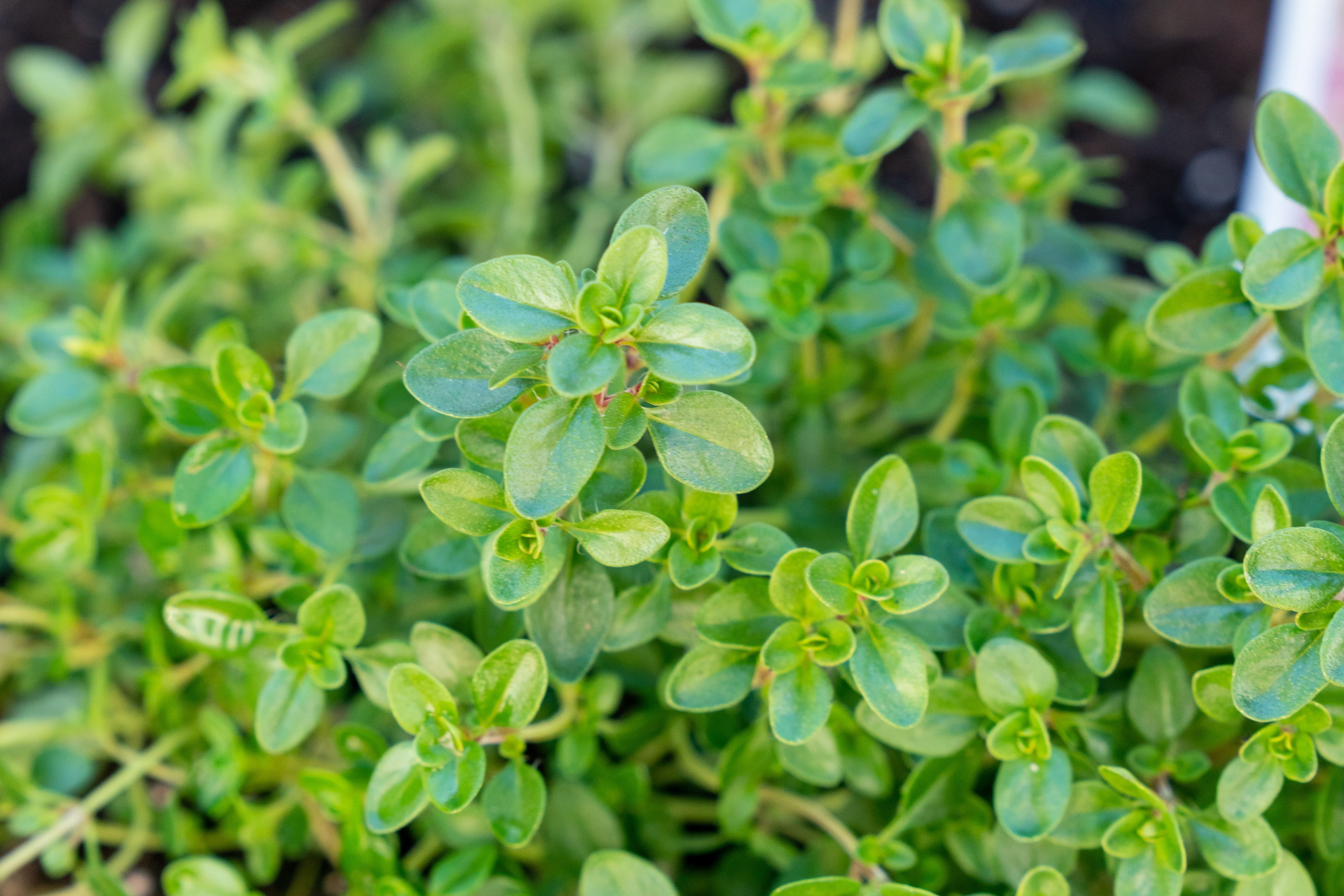 This Aromatic, Low-Growing Perennial Practically Takes Care of Itself