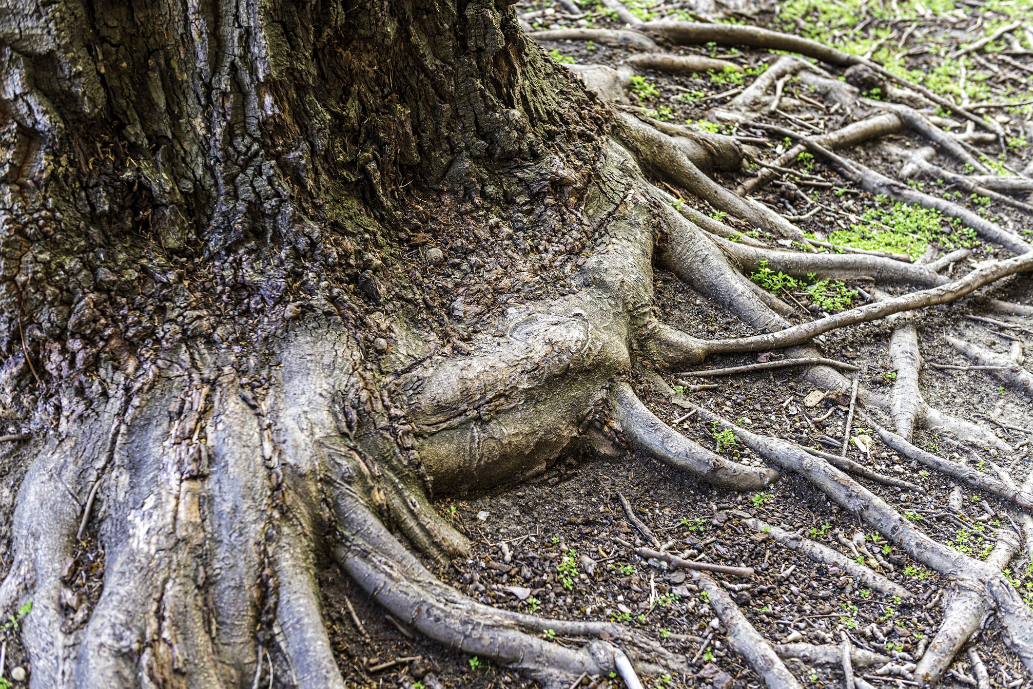 3 Major Problems With Tree Roots in Gardens