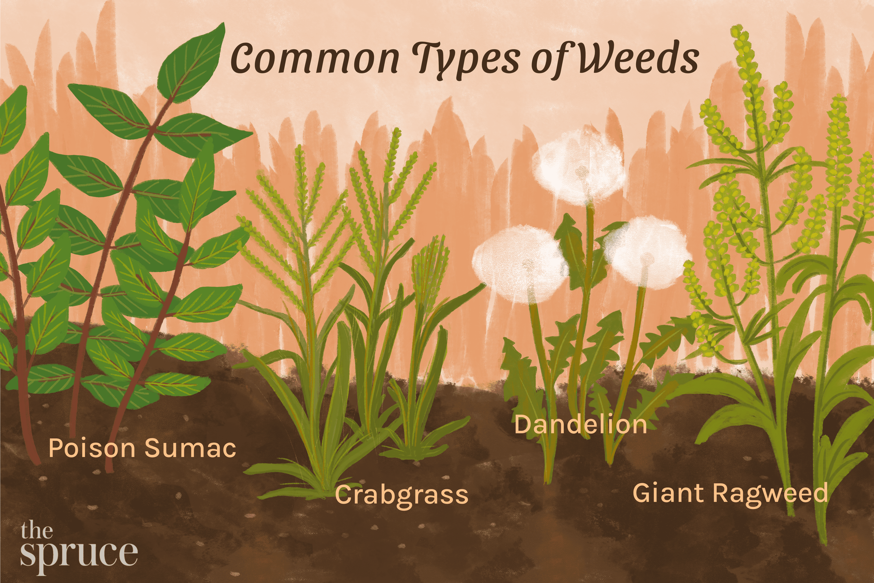 How to Identify 17 Common Types of Weeds
