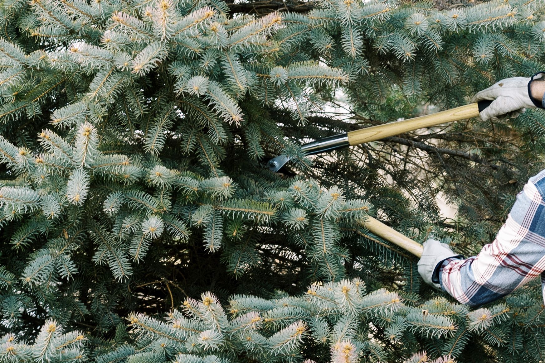 Can You Prune Evergreen Trees?