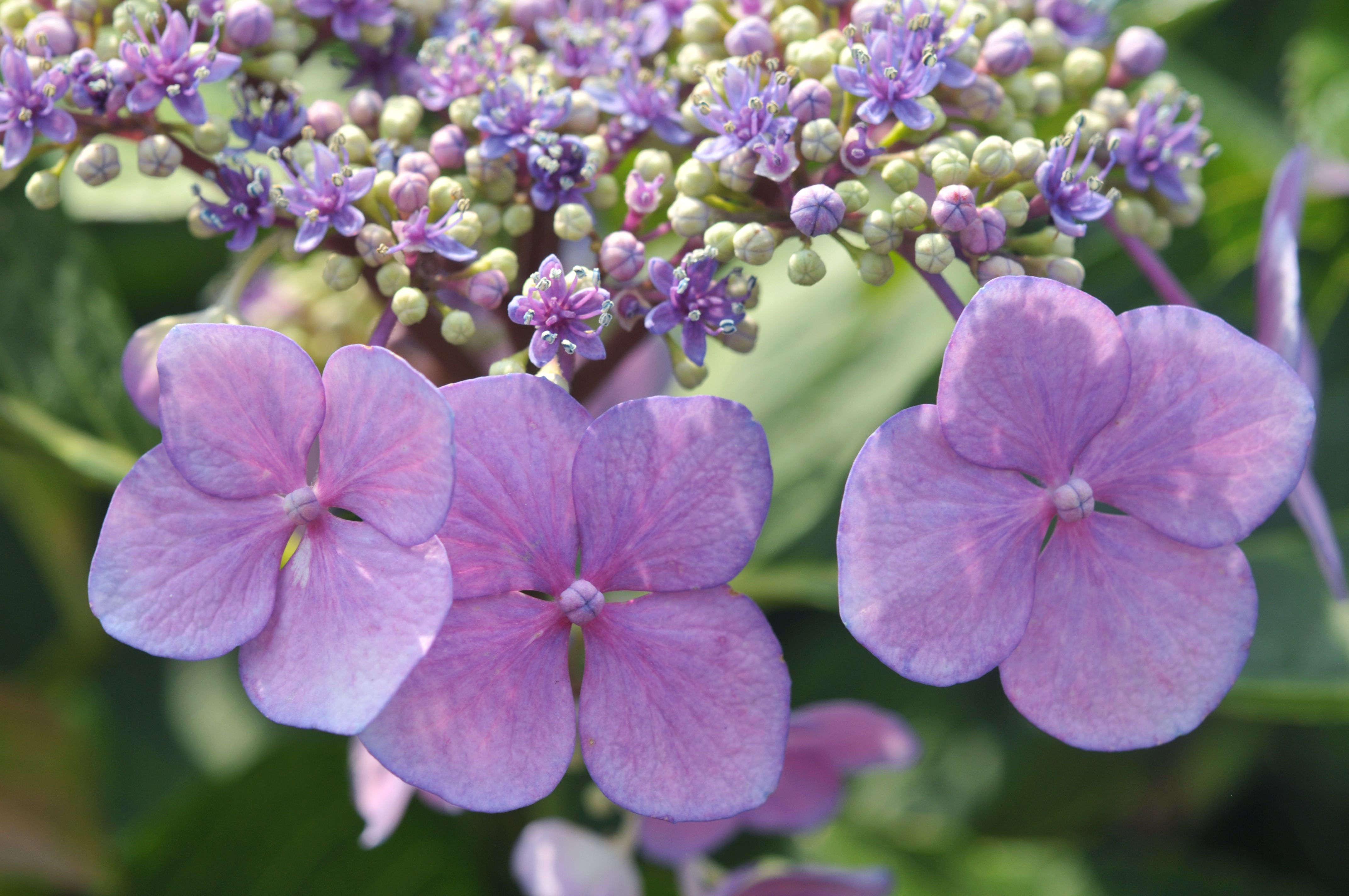 9 Gorgeous Hydrangea Types to Add to Your Garden