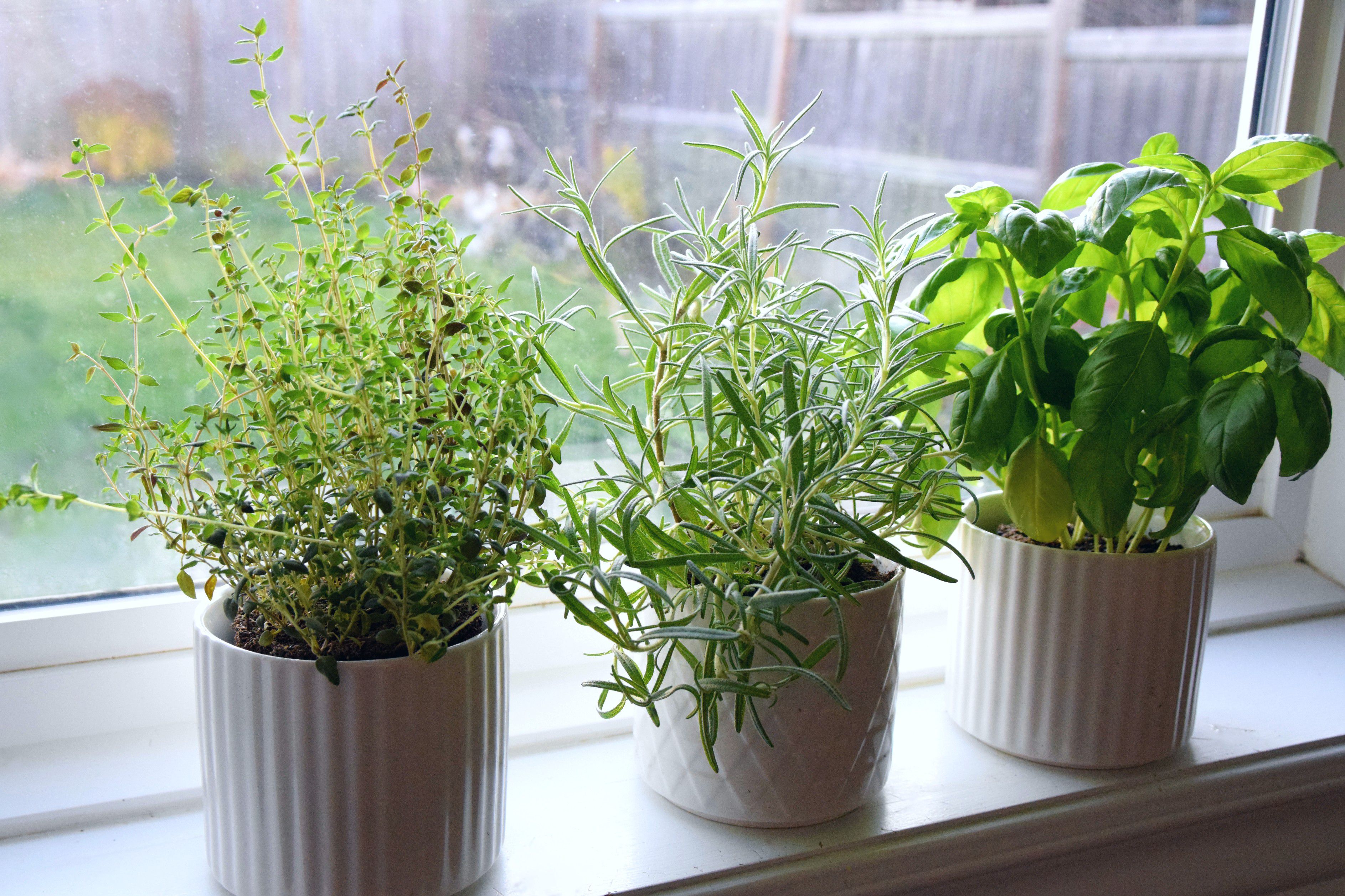 How to Plant an Indoor Kitchen Herb Garden