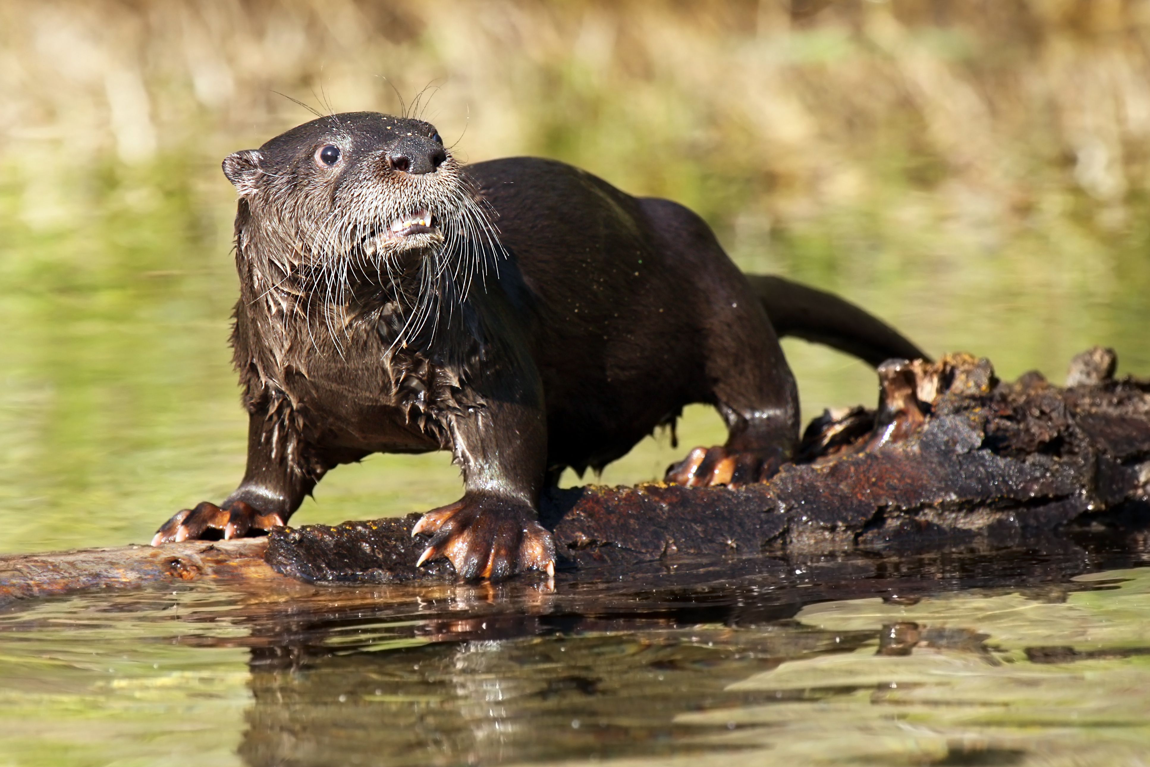 Human Disturbances Force Animals to Move 70% Farther to Survive